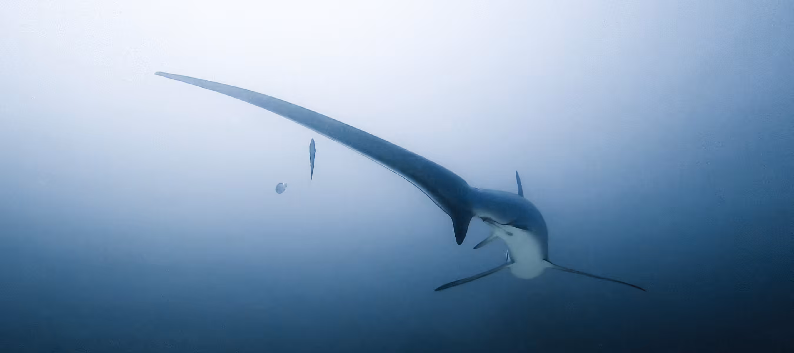 Monad Shoal
