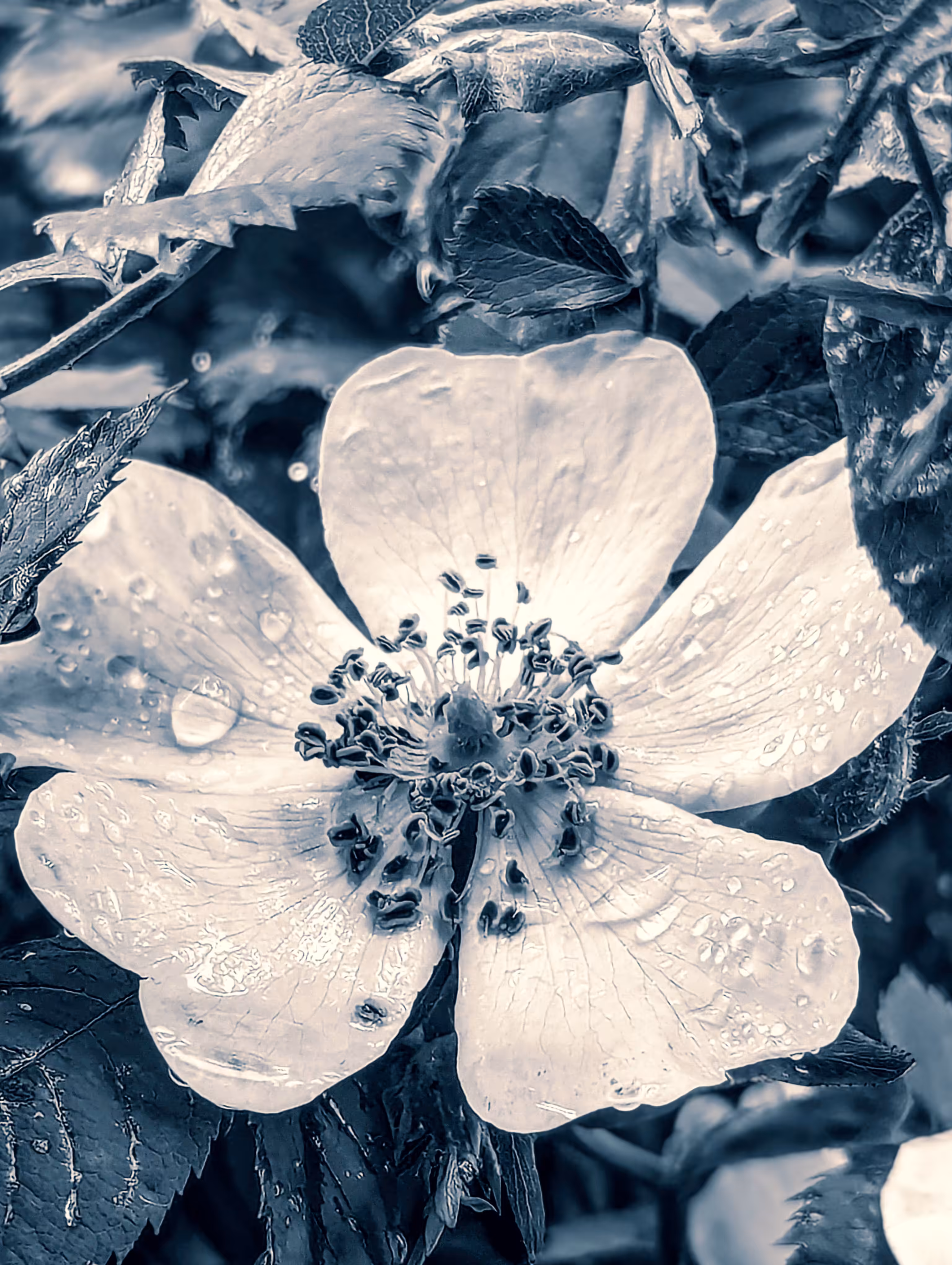 Dog rose