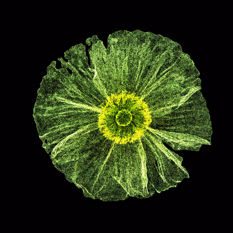White Poppy 30 #26