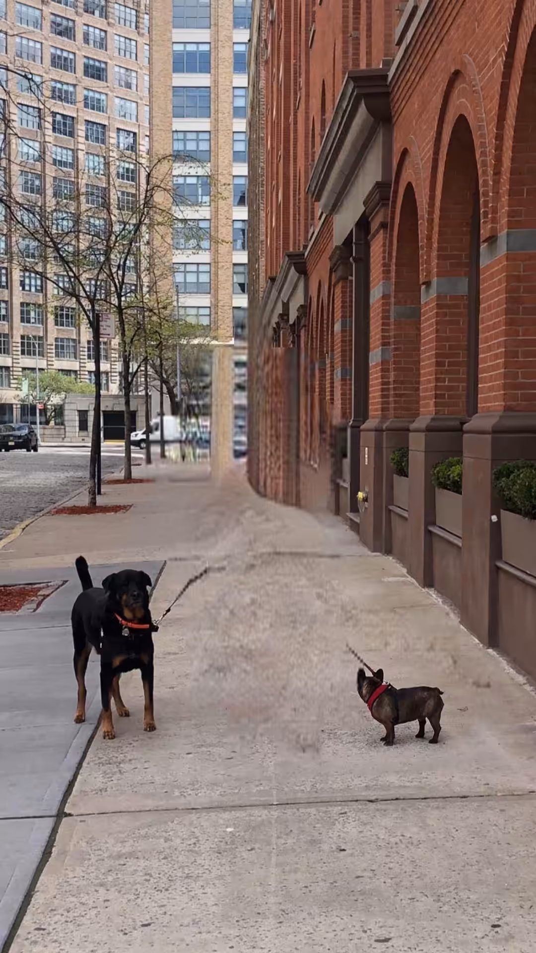 Post human dogs: Floyd and Hugo