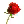 red rose 04