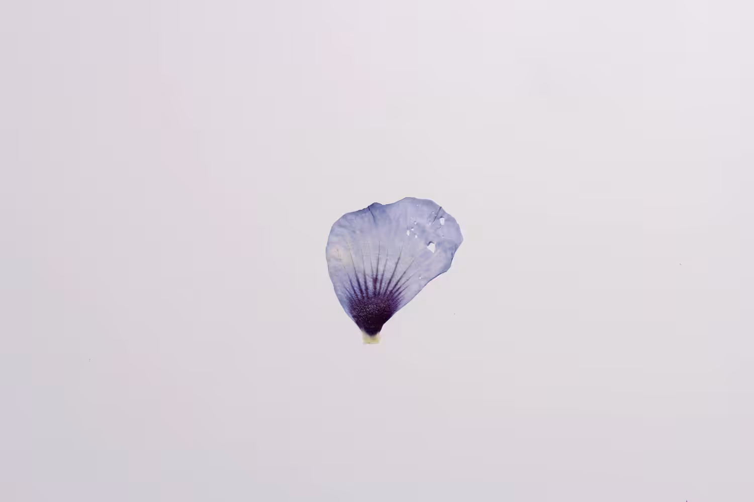 𝘍𝘳𝘢𝘨𝘮𝘦𝘯𝘵𝘰 𝘐𝘐 -