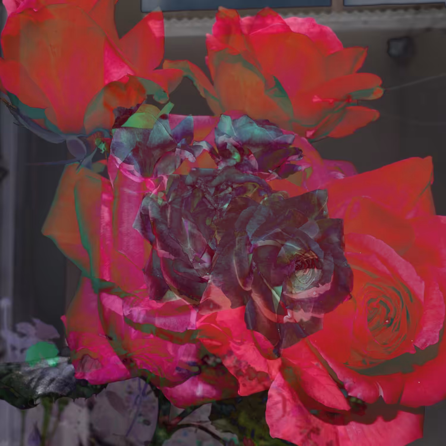 Las Rosas, Rosas, Rosas, Rosas.