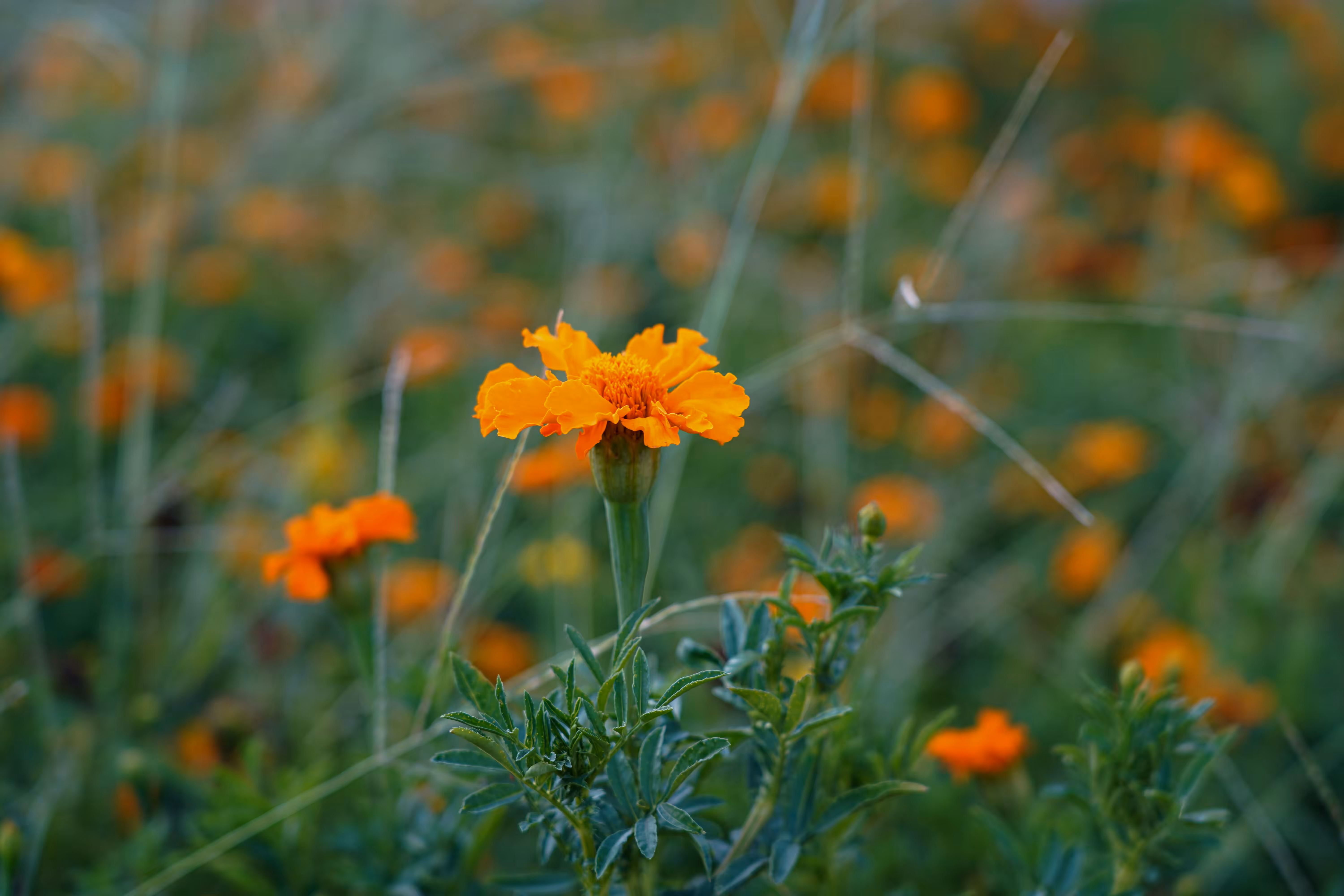 flowers: Velvet Sunrise