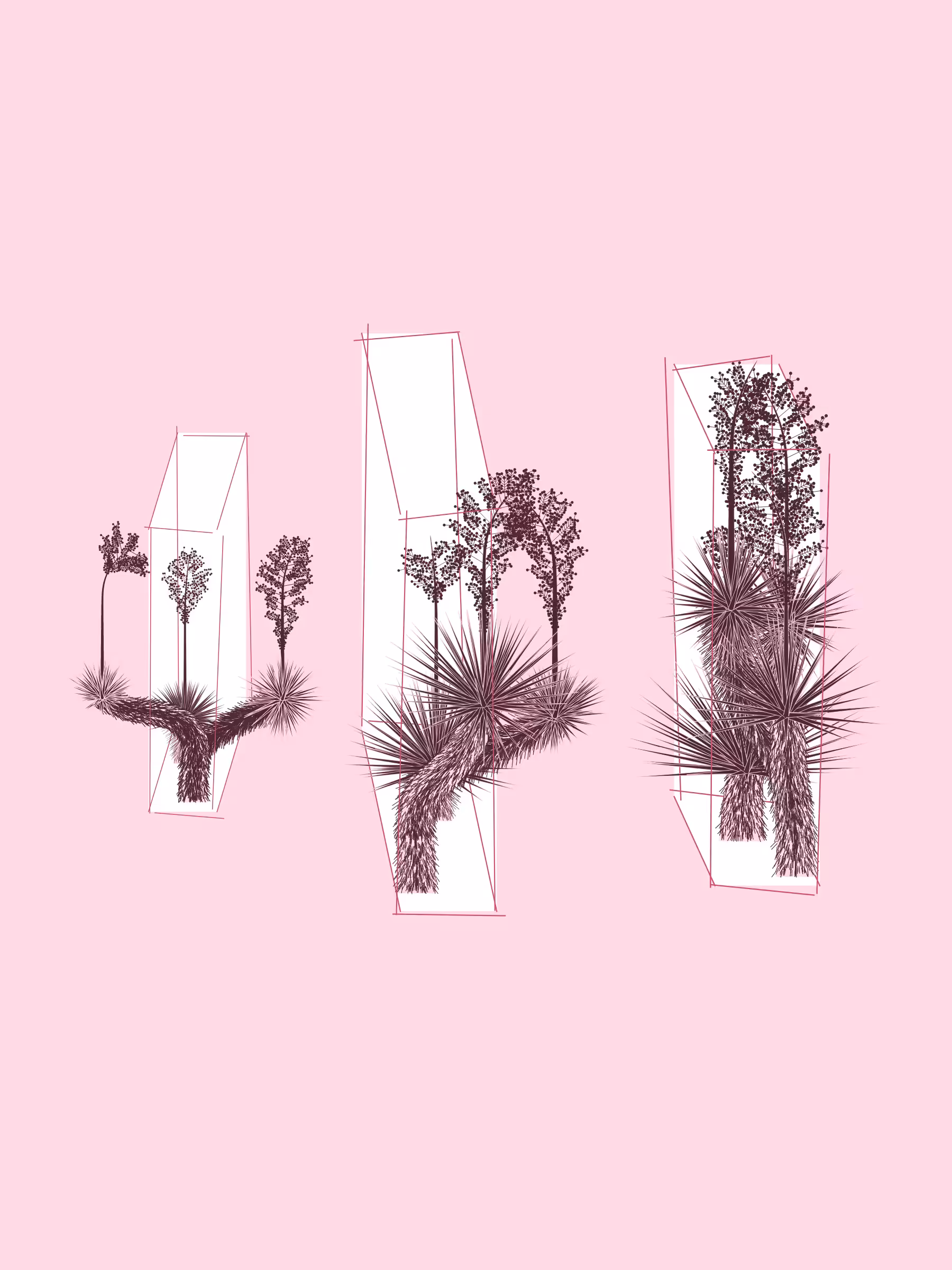 Marfa Yucca #27
