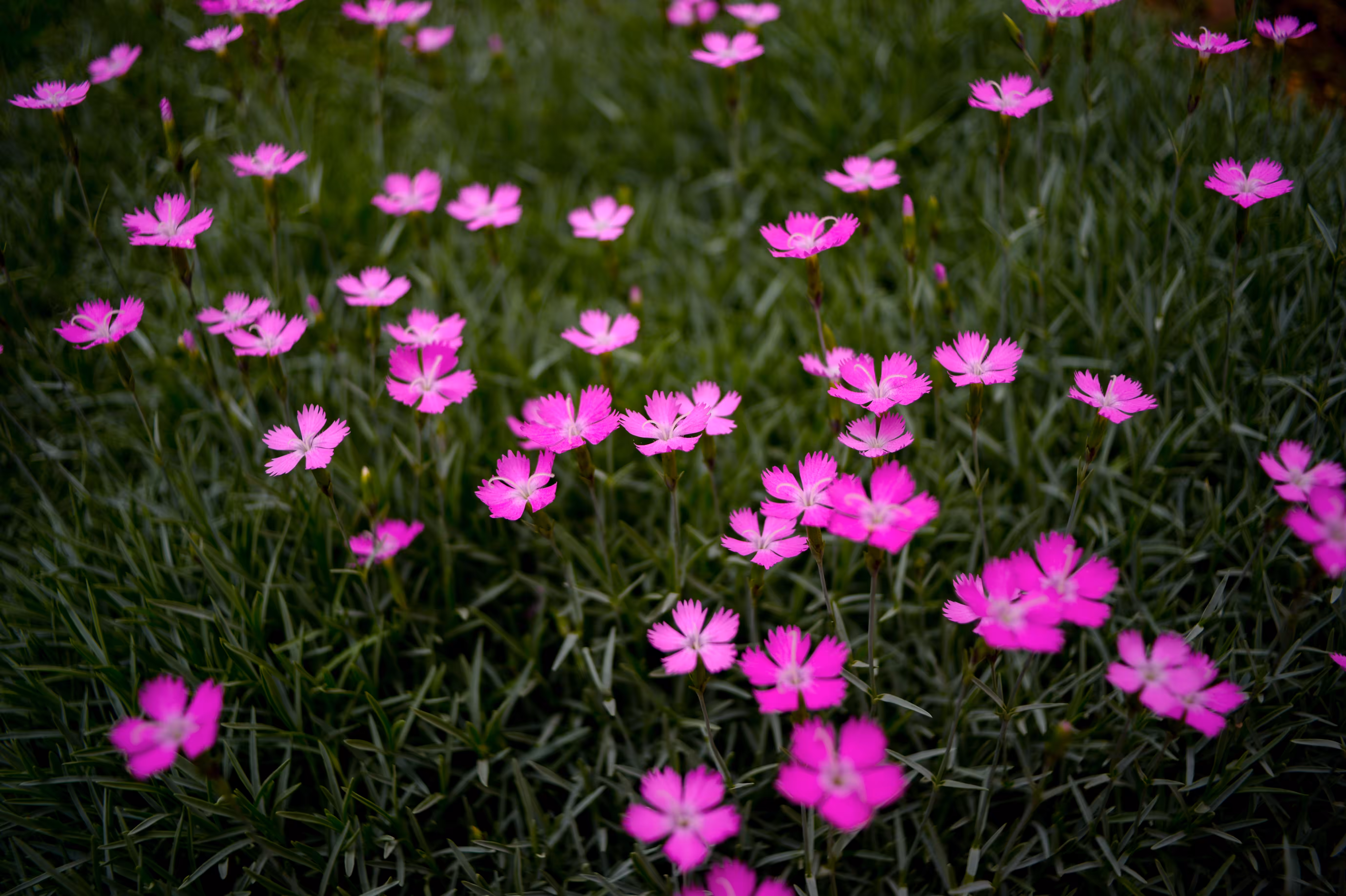 Pink Flower #1