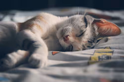 Safe animal #00008