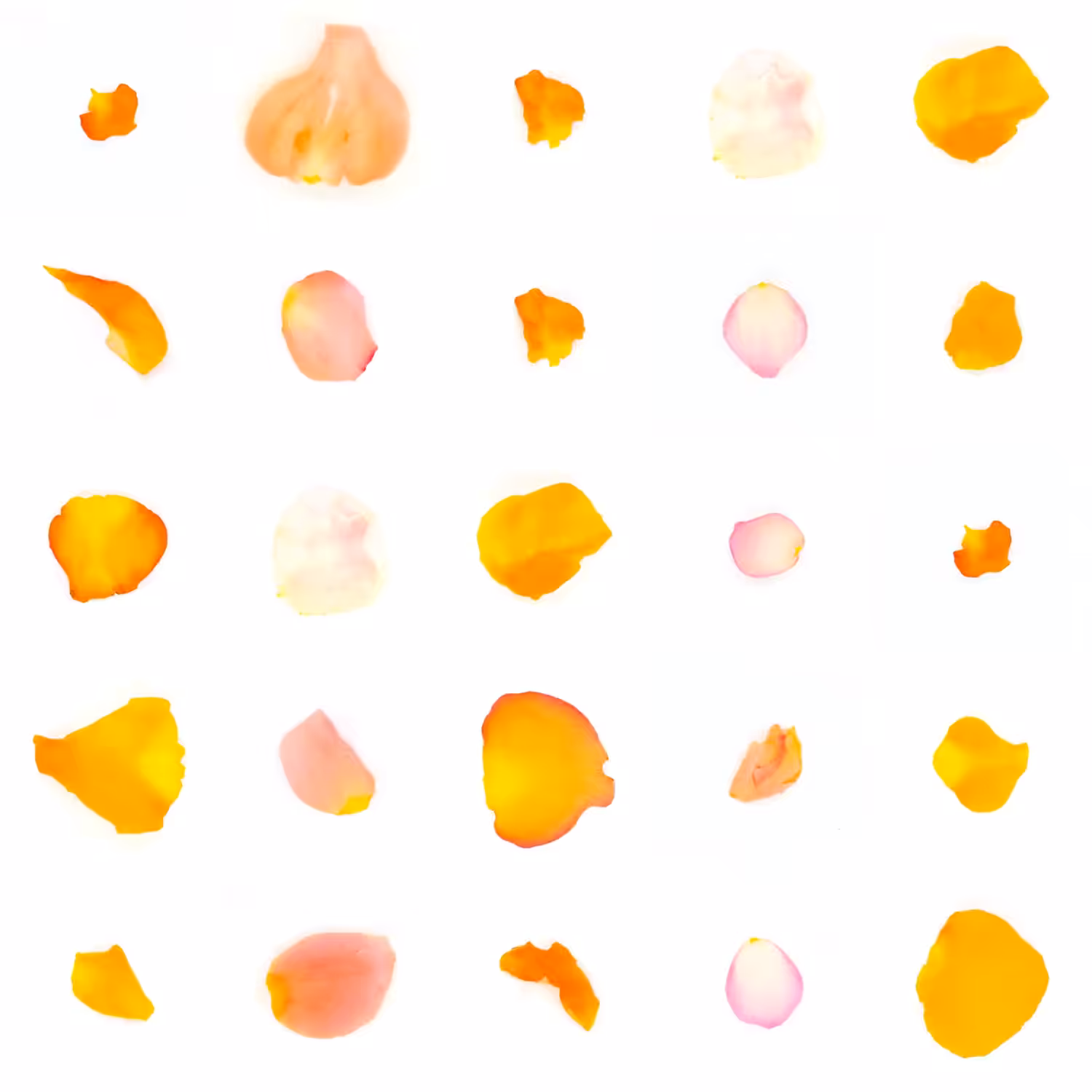 Infinite Petals 5x5#20263
