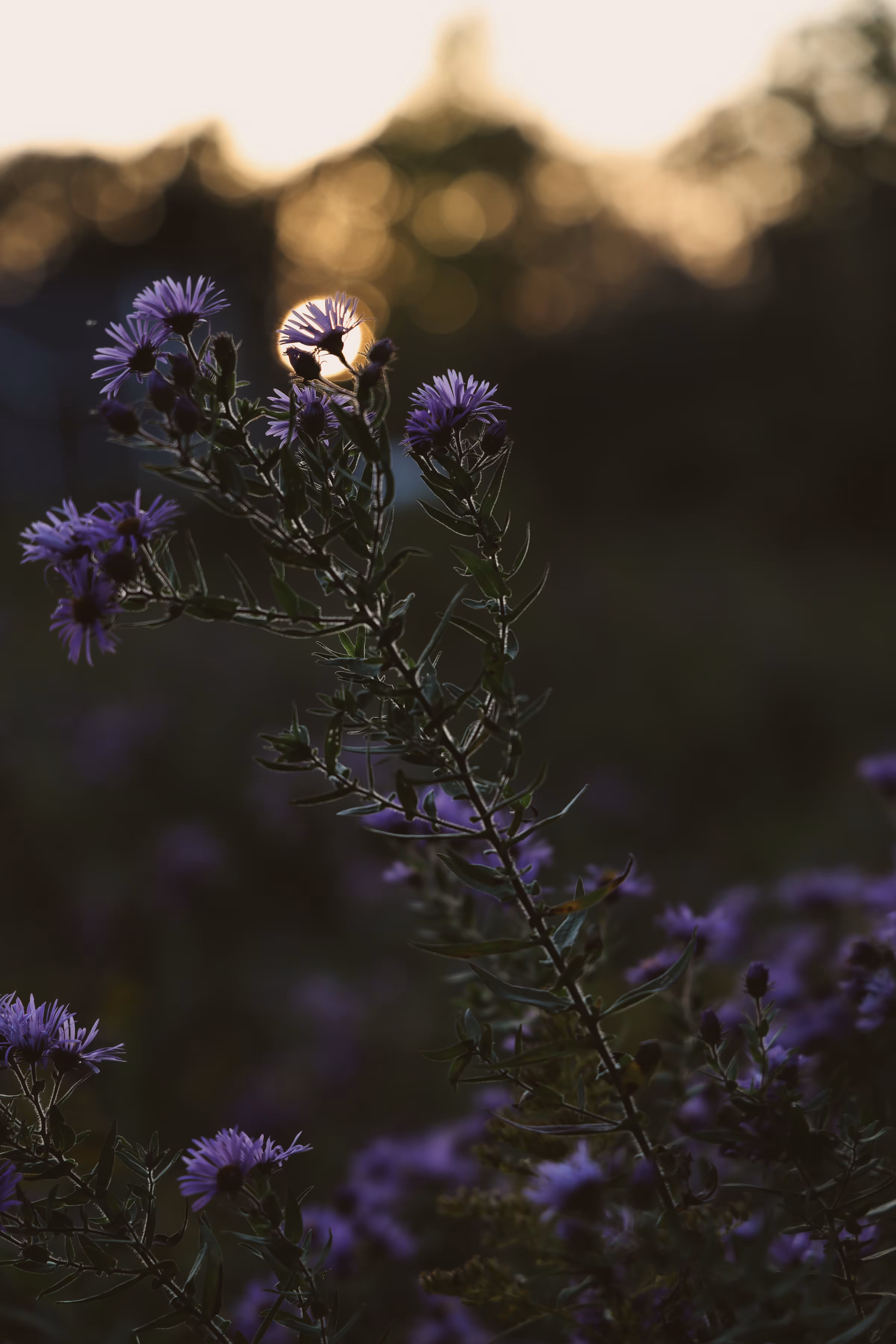 _holding onto the sun