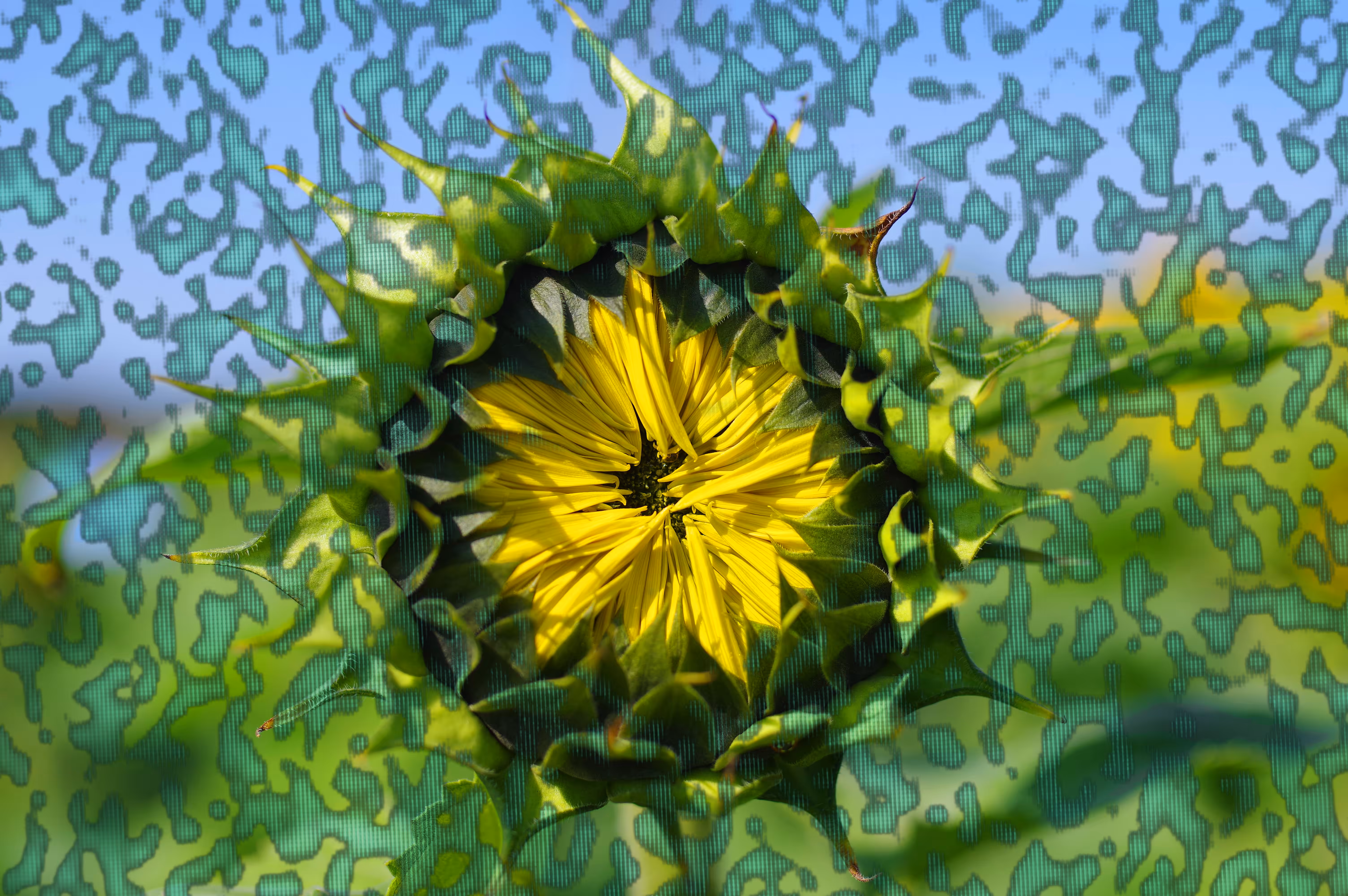 Sun Impactflower #2 : Generations
