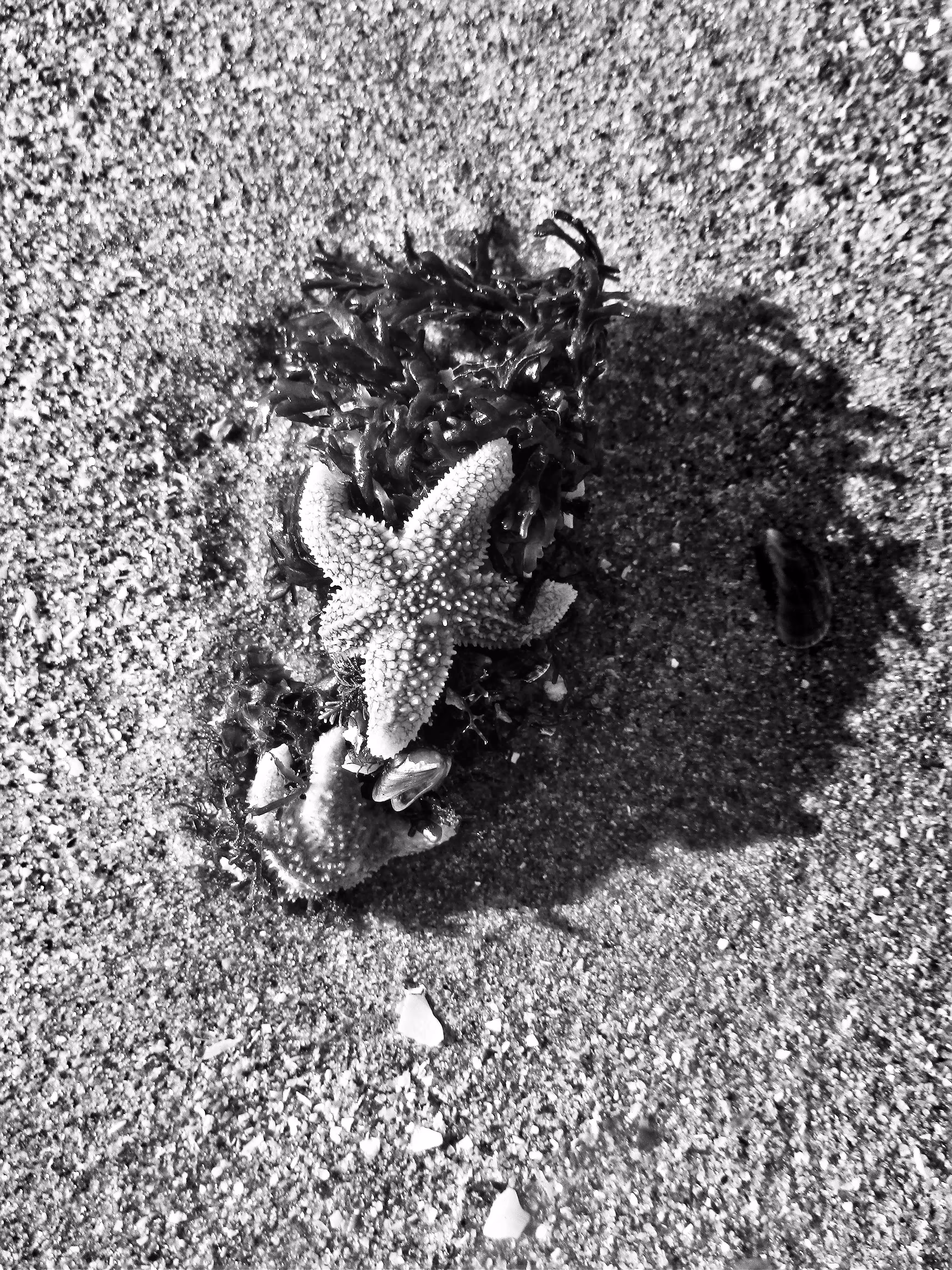 Asteroidea (Sea star)
