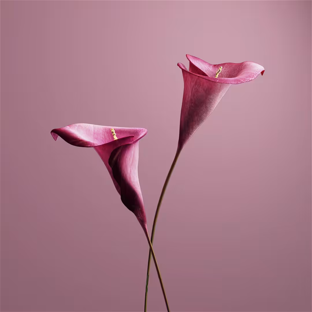 DEATH  flowers 