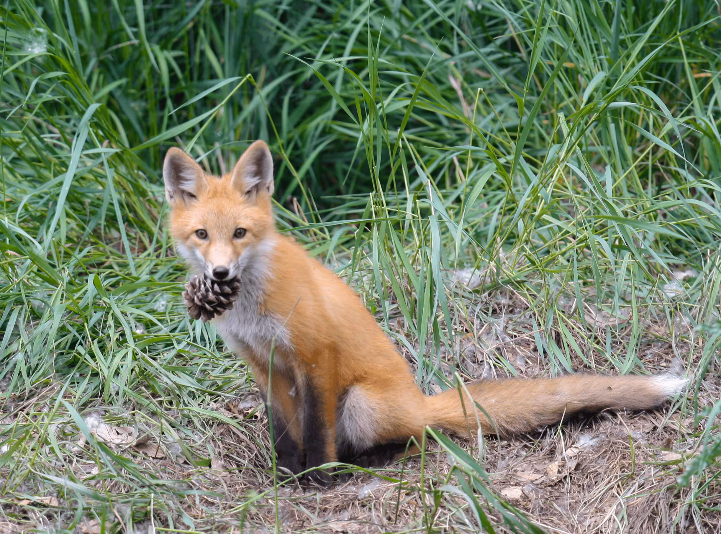 Balance #39 Red Fox