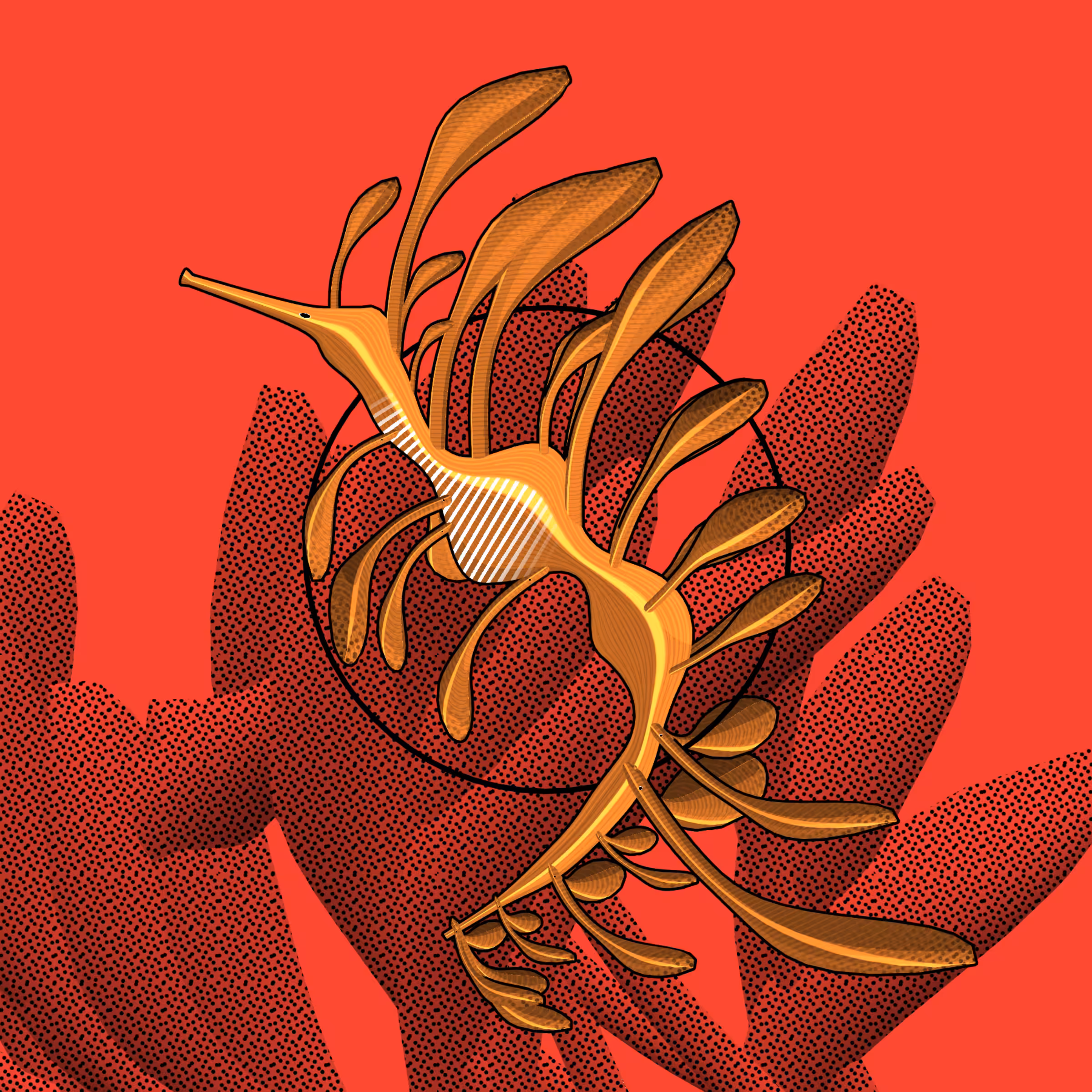 Seadragons #699