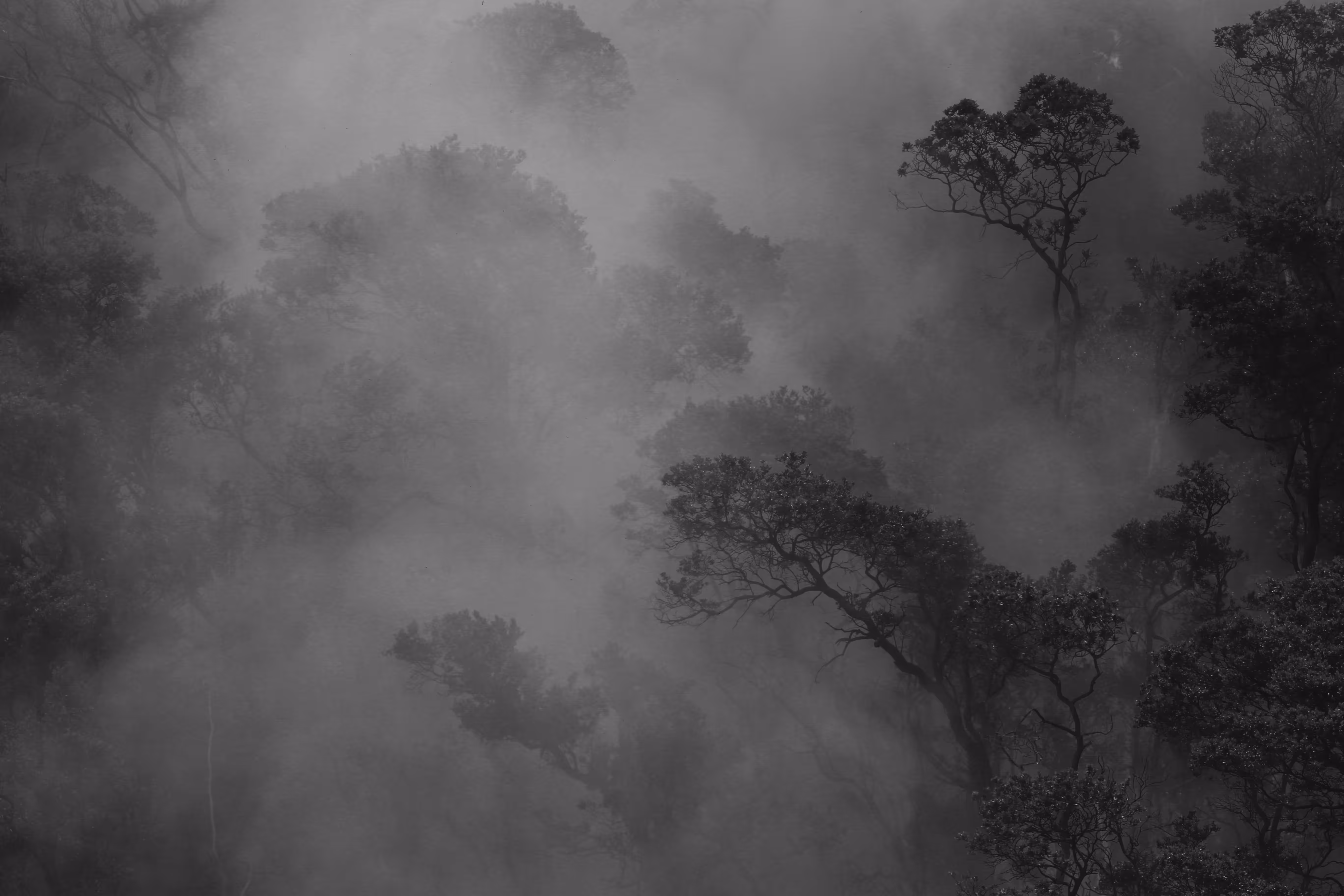 Misty Forest