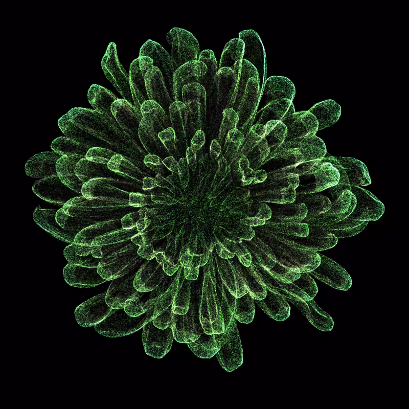 Chrysanthemum Morifolium 30 #10