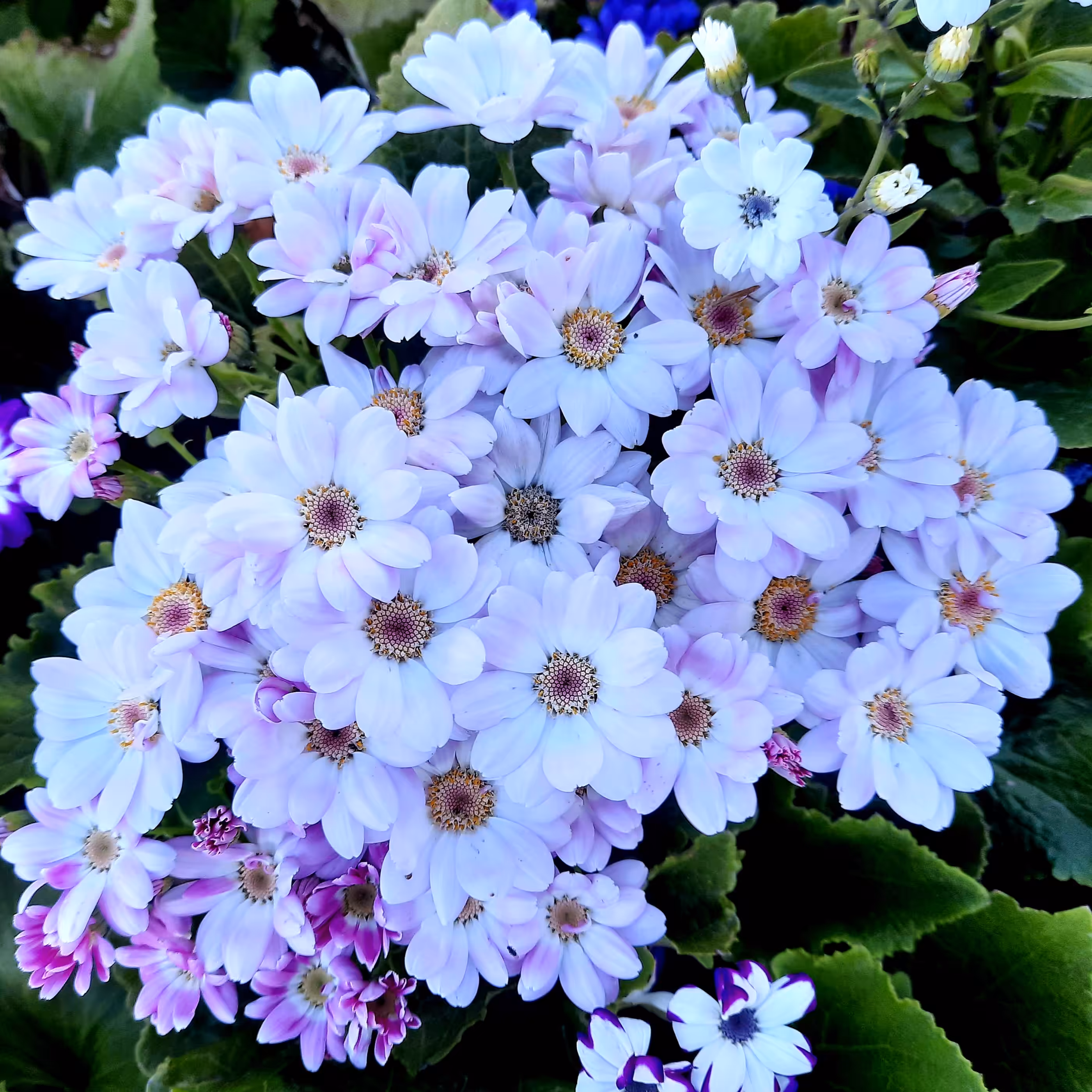 Spring kisses
