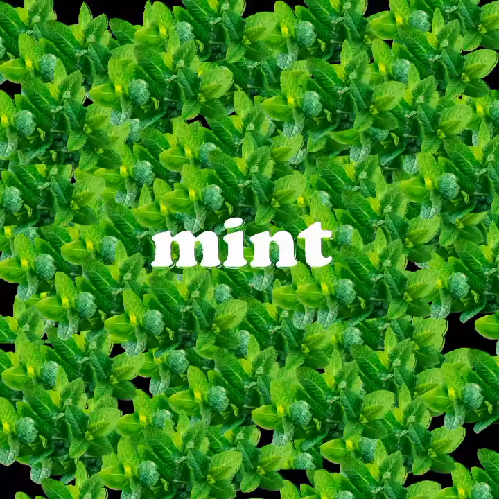 Whispering Through M i n t