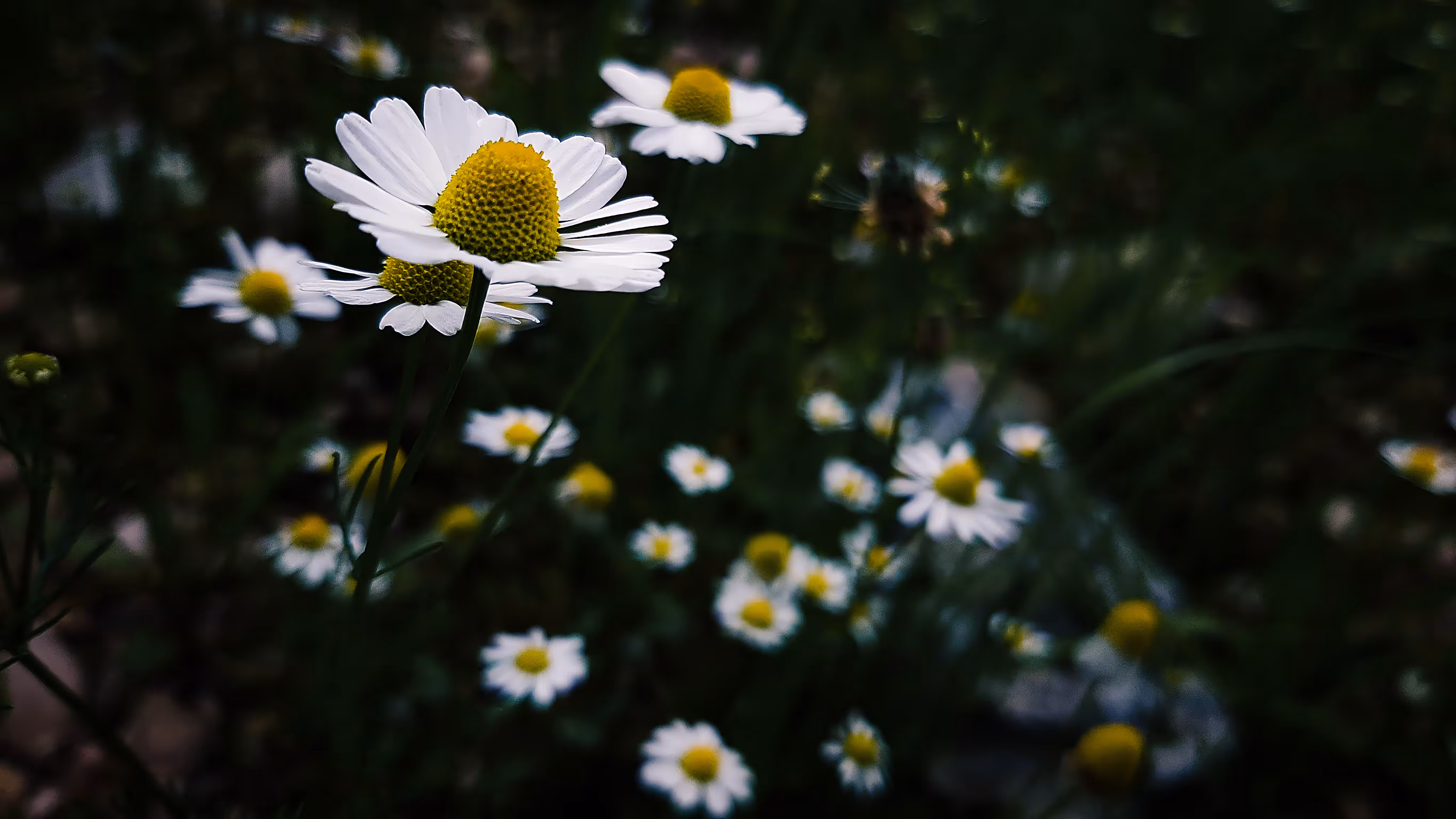 Chamomile