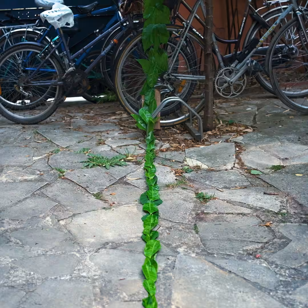 Chat sur fond vert
