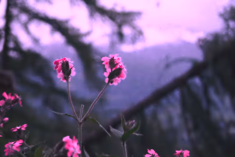 a violet flower and panorama