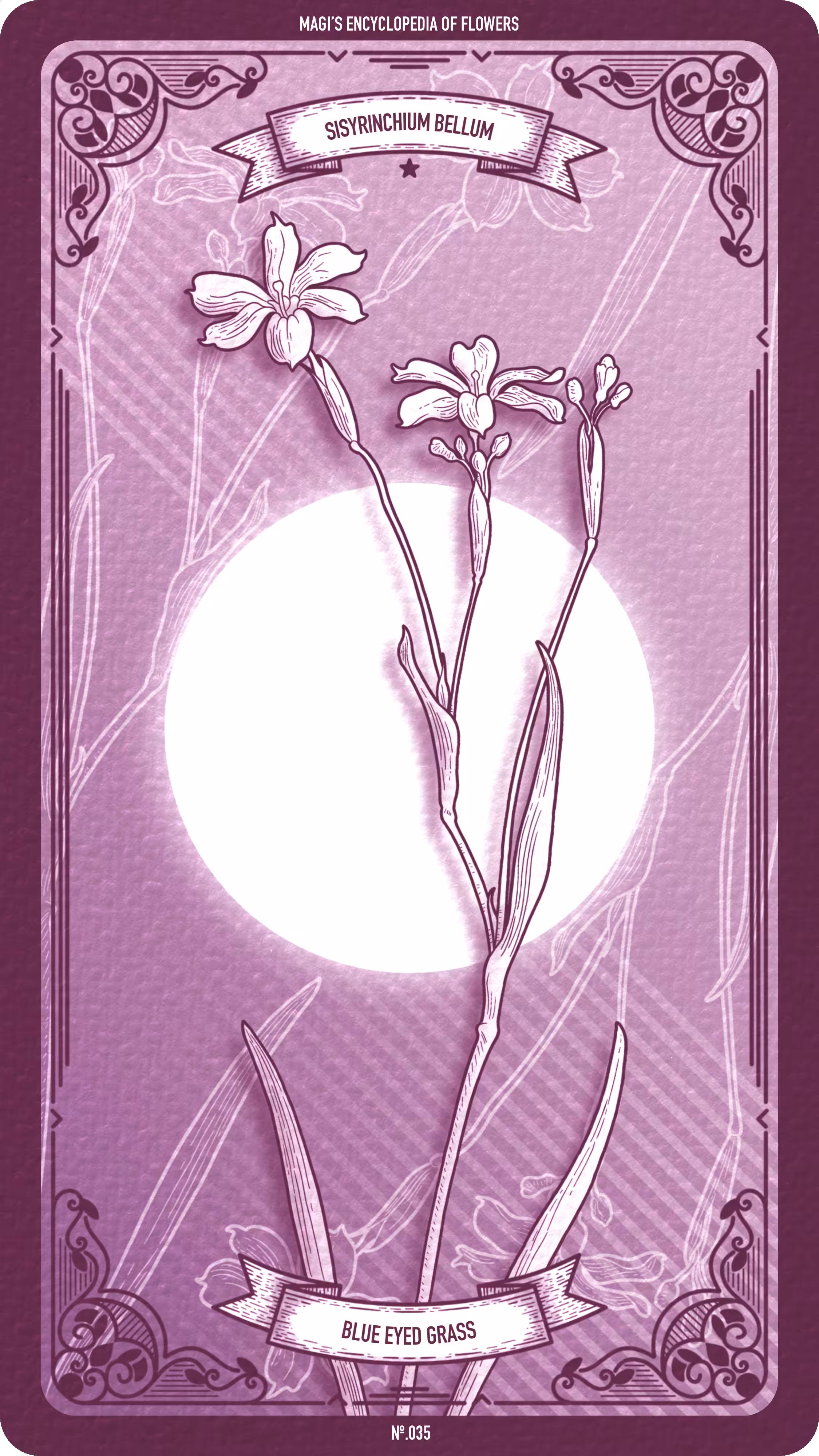 Magi's Encyclopedia of Flowers: 035 Blue Eyed Grass