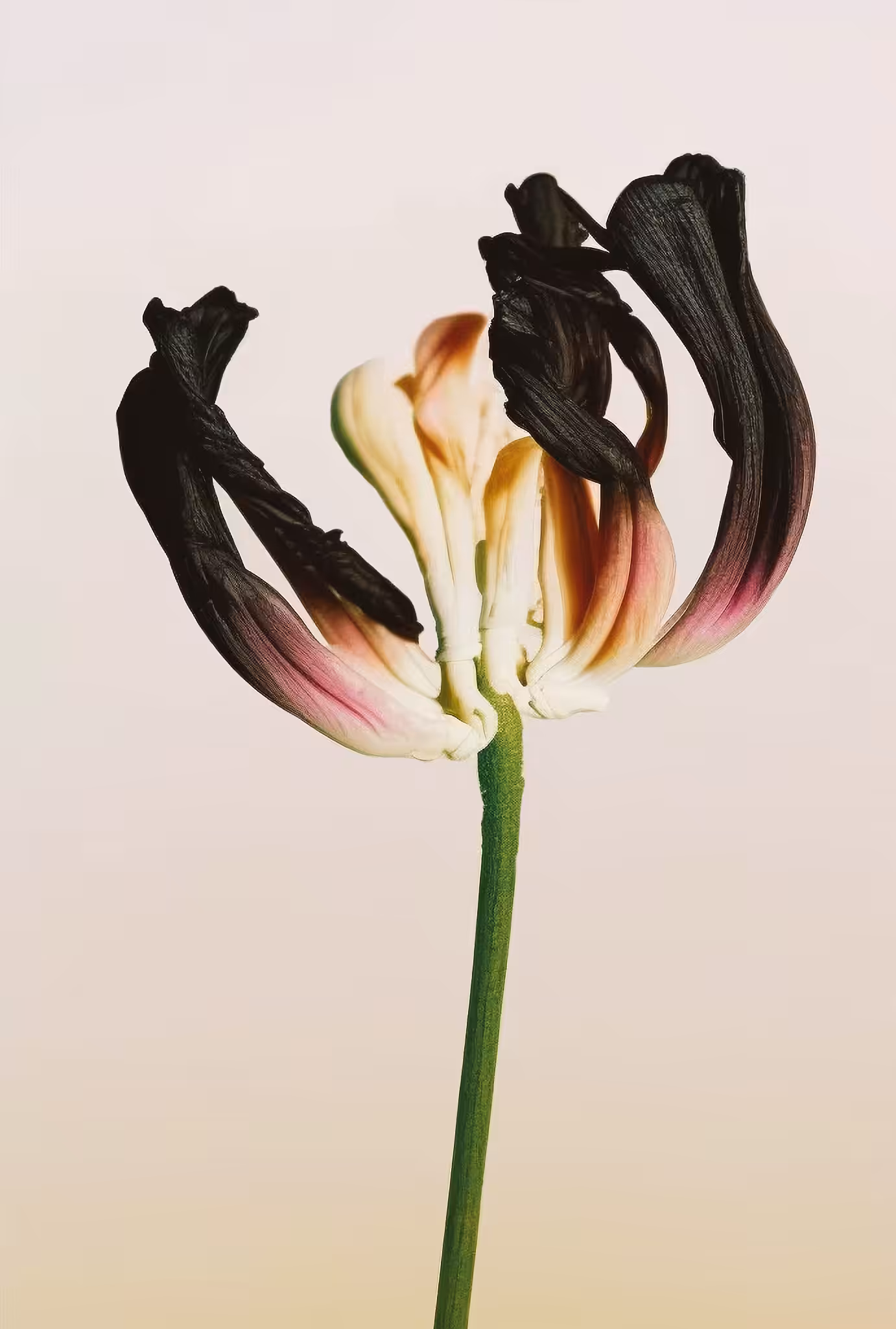 Kangaroo Paw Hybrid, Archival Pigment Print, 1999