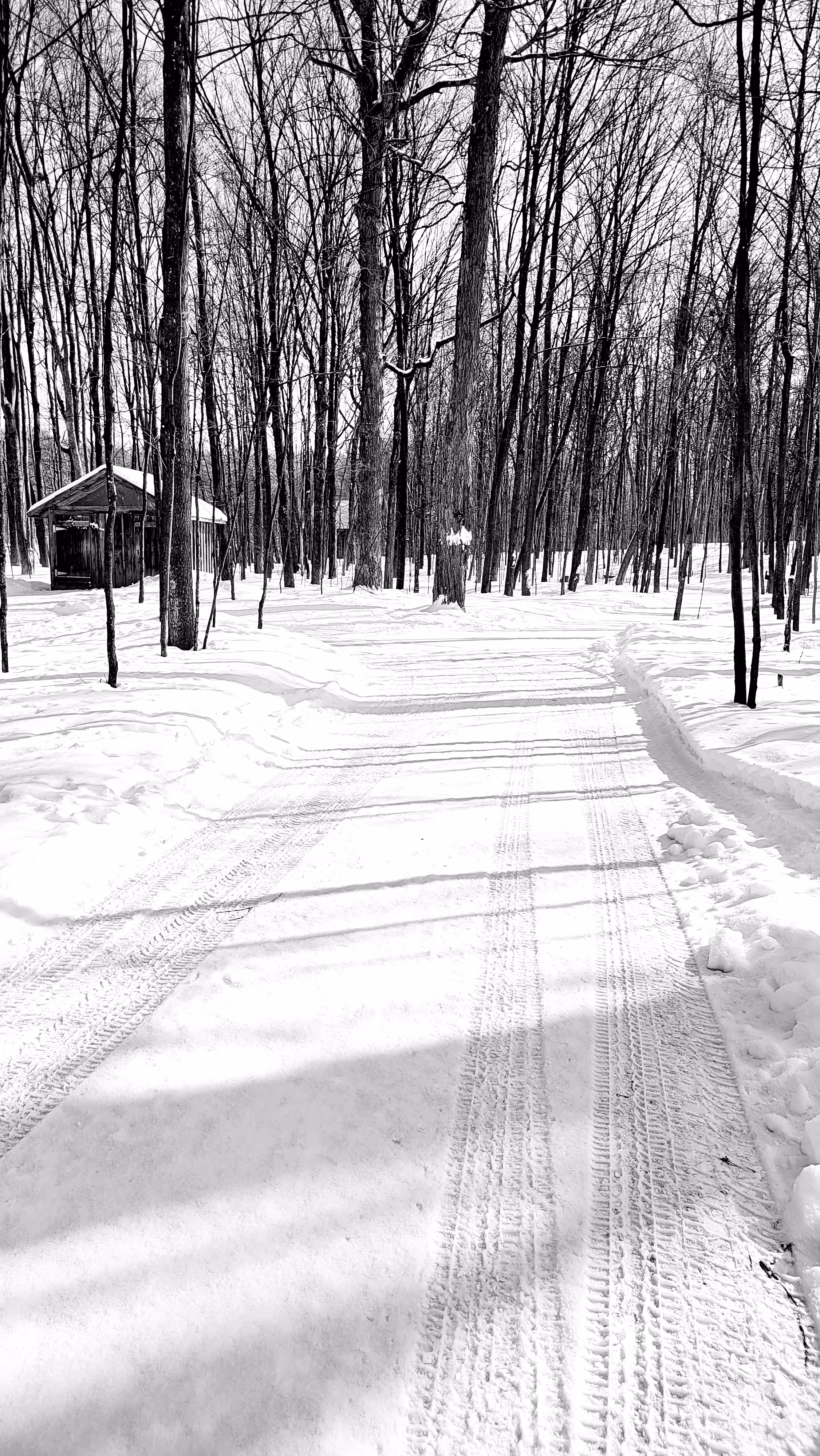 Winter Path #01