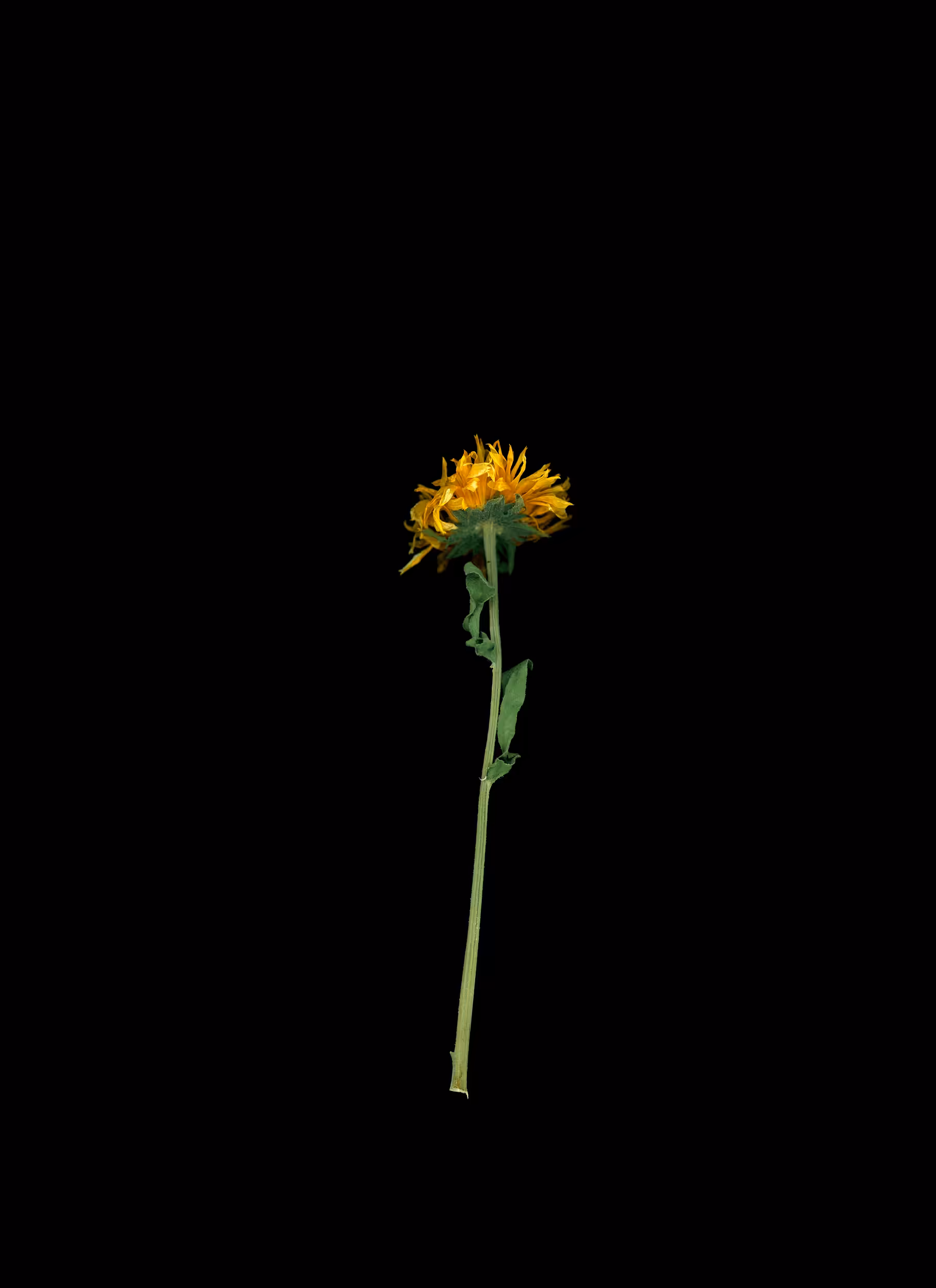 Zinnia (2020)