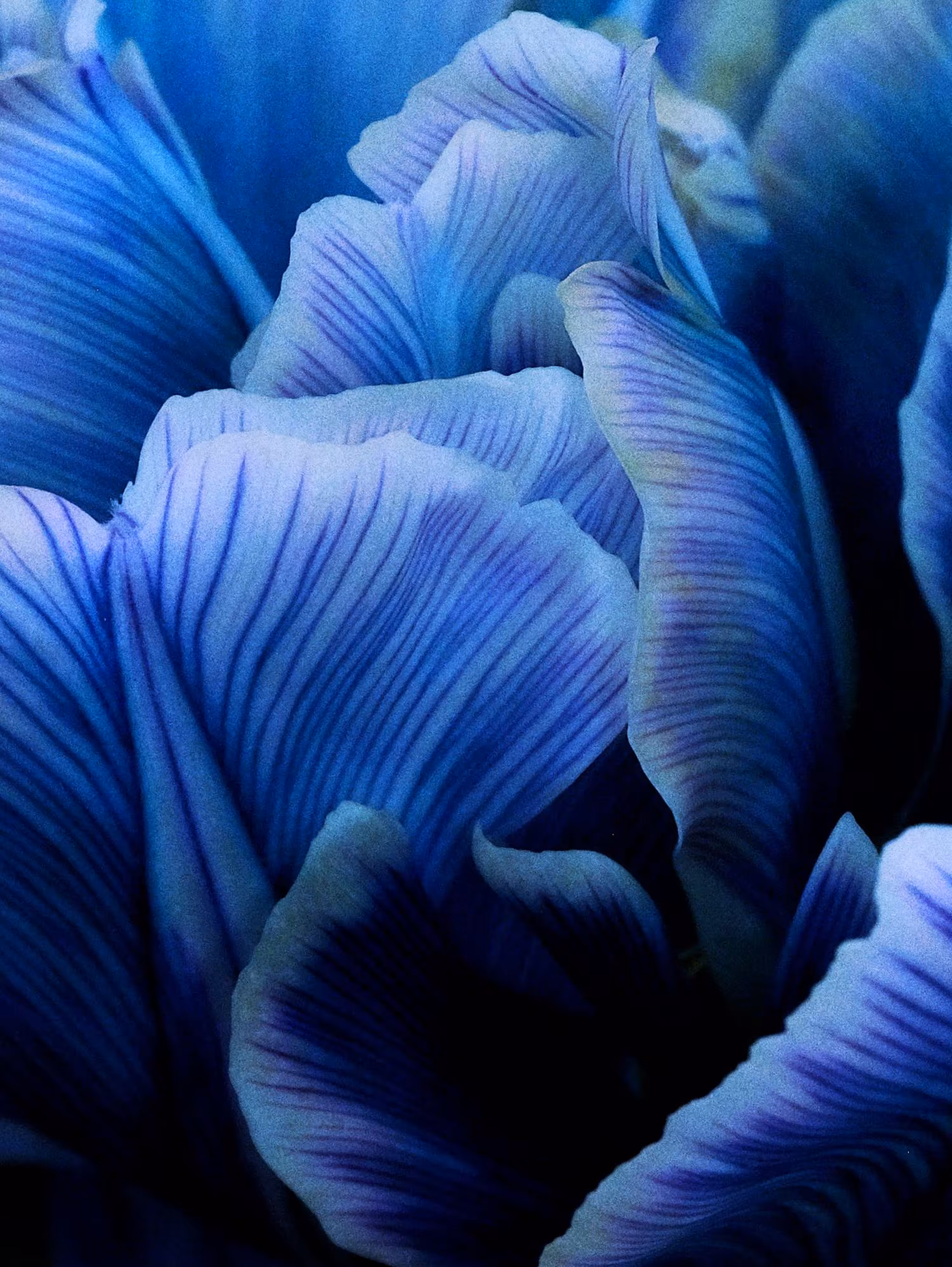 Blue Triptych [center]