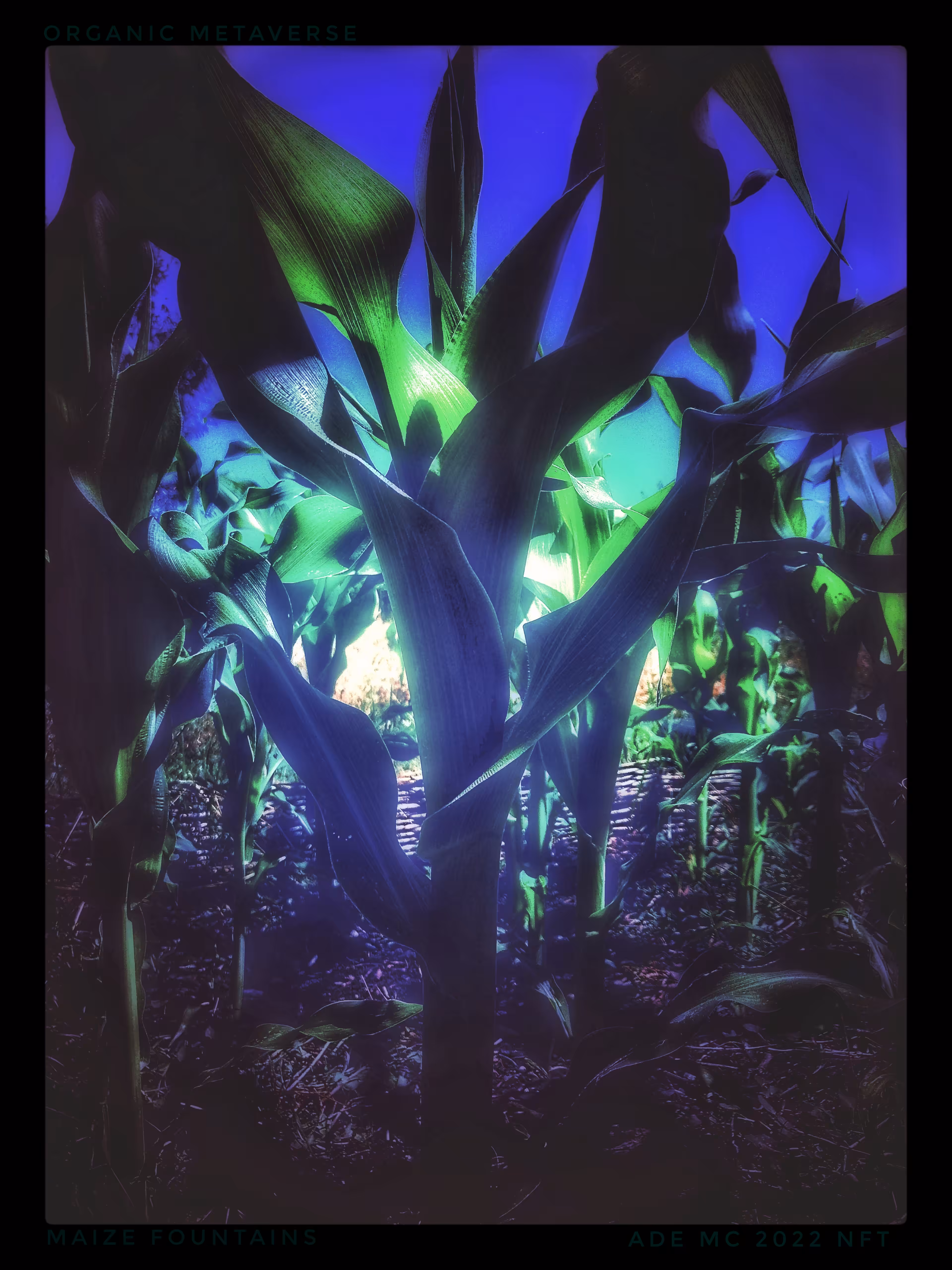 Maize Fountains (4e)