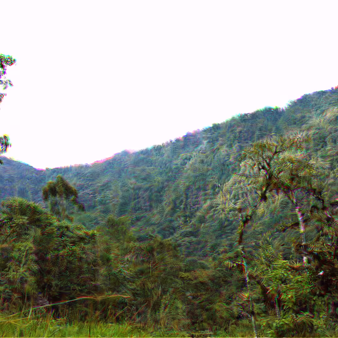 Psychedelic Jungle Experience