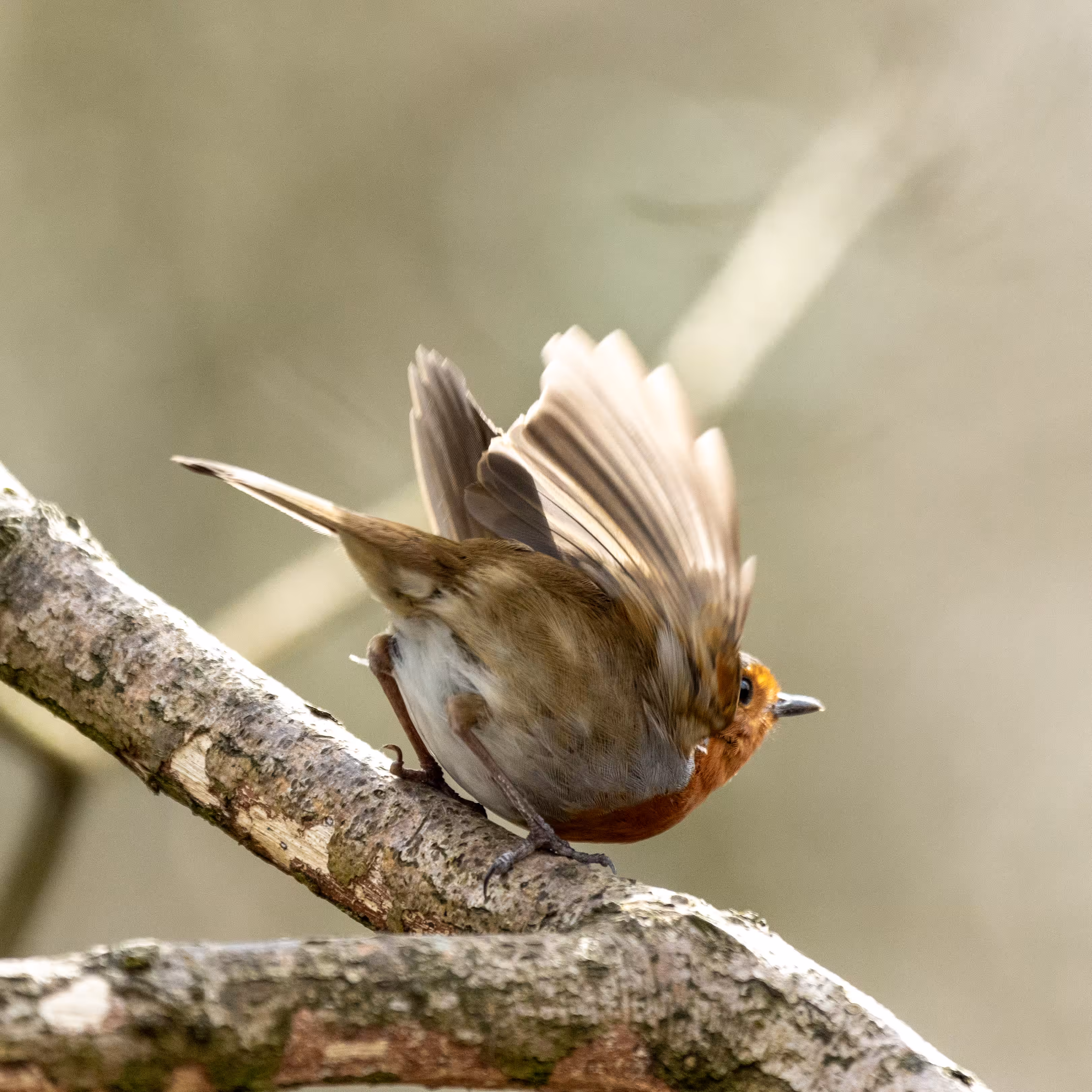 The Little Robin 3