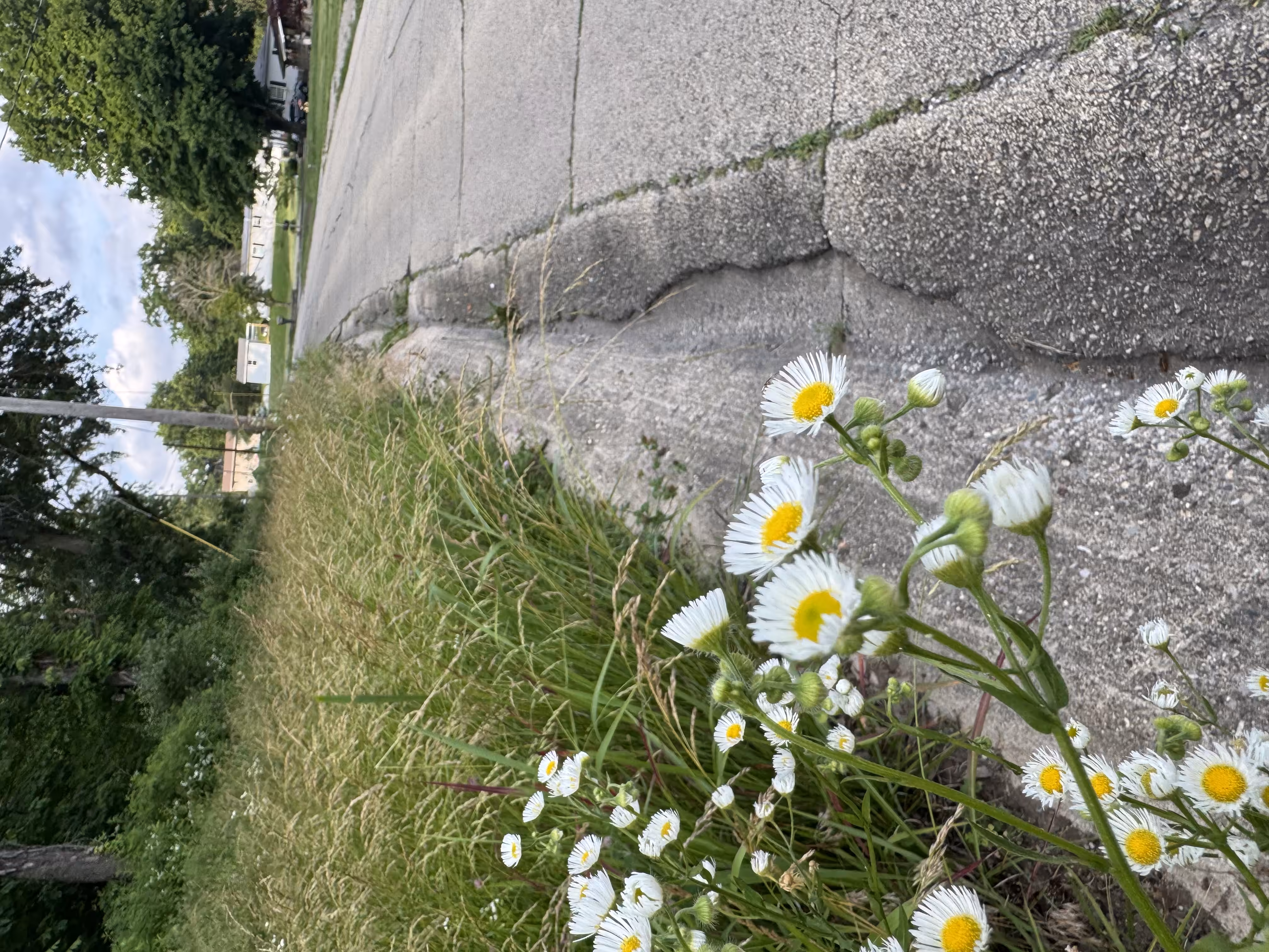 Wild Flowers 
