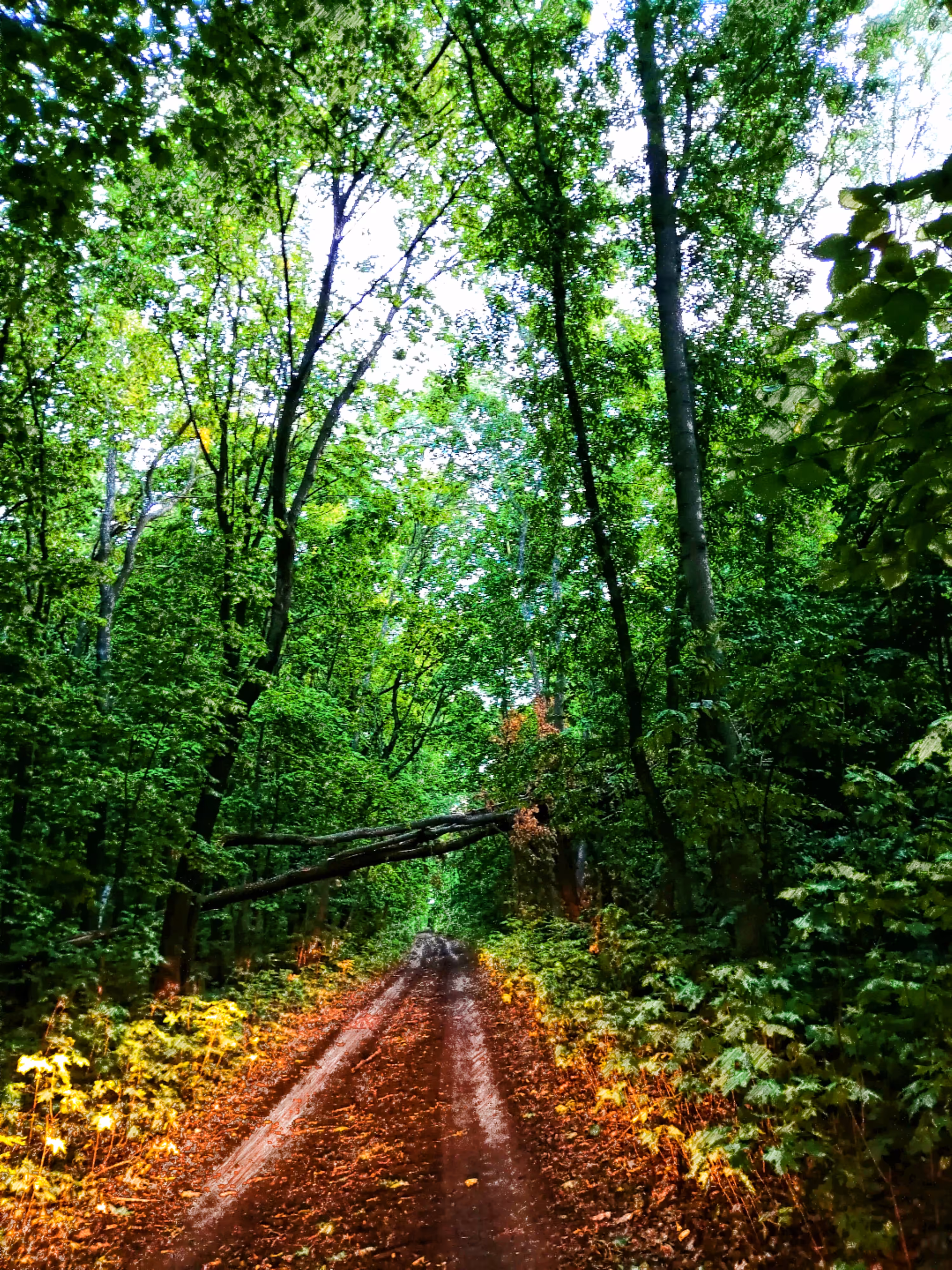 Fairy Forest