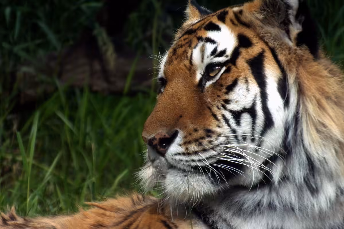 Amur Tiger