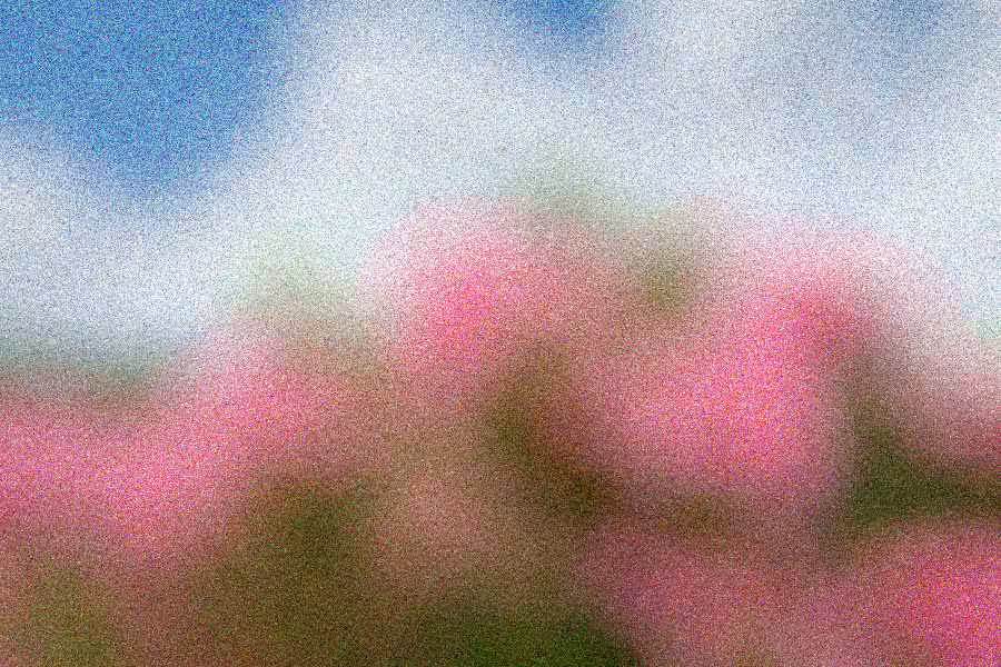 Oleander