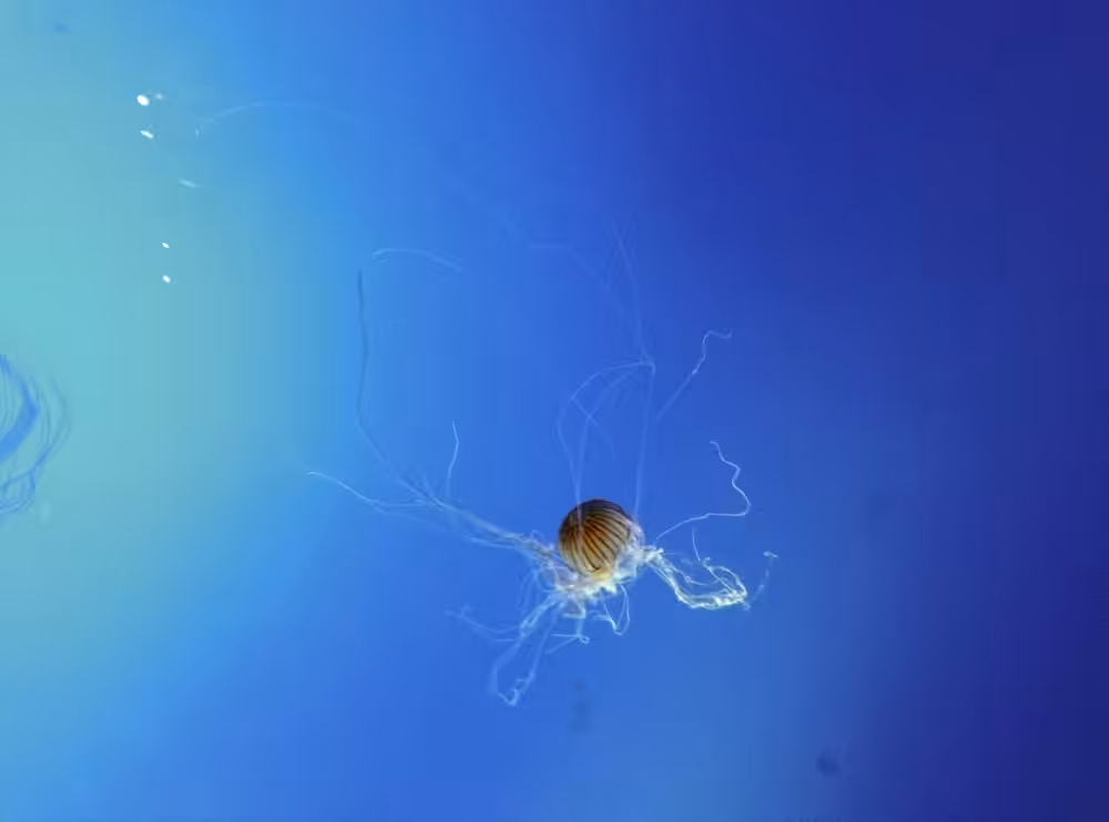 Coney Island Jellyfish by Reba Kittredge Tyson