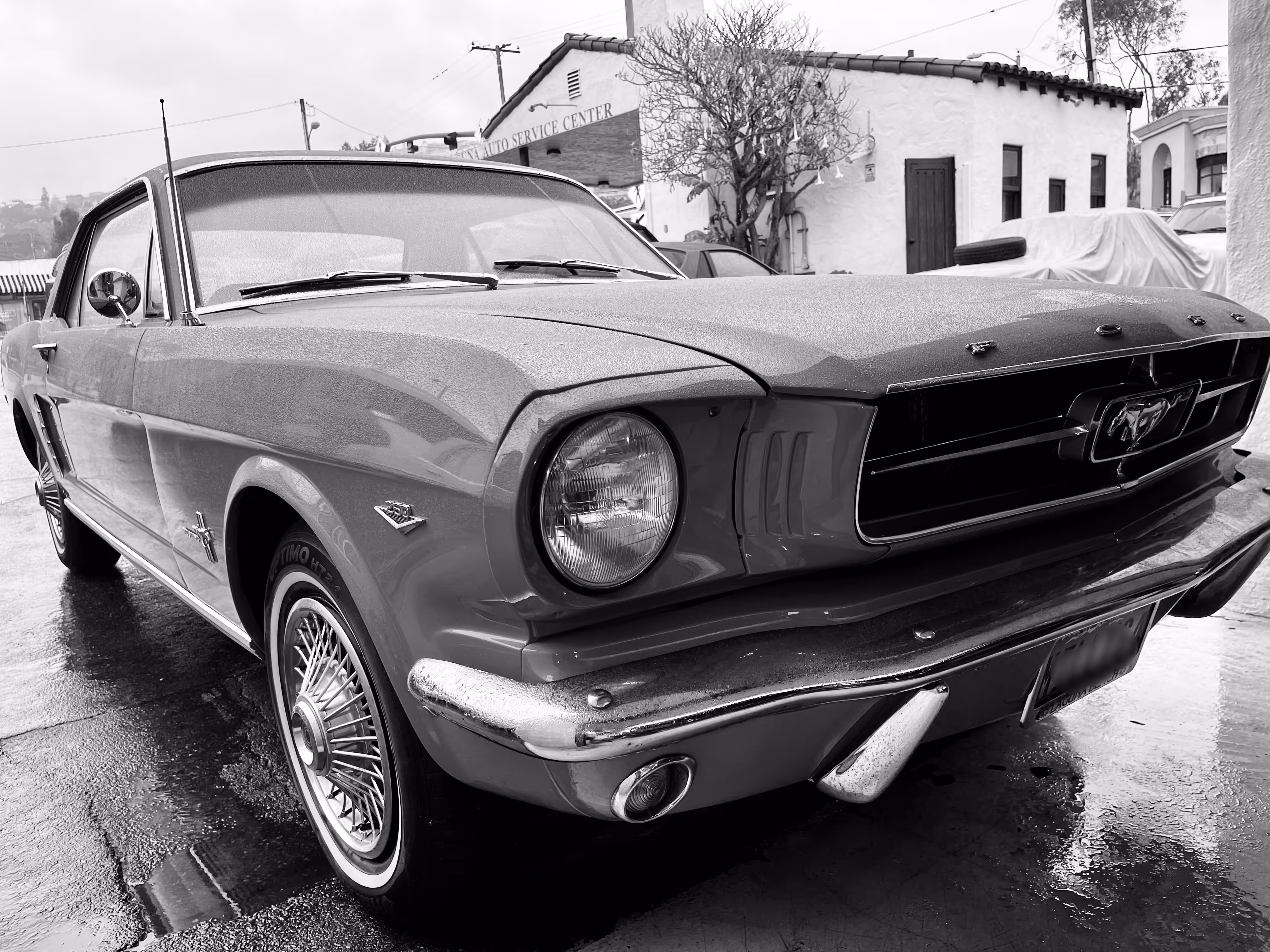 classic mustang
