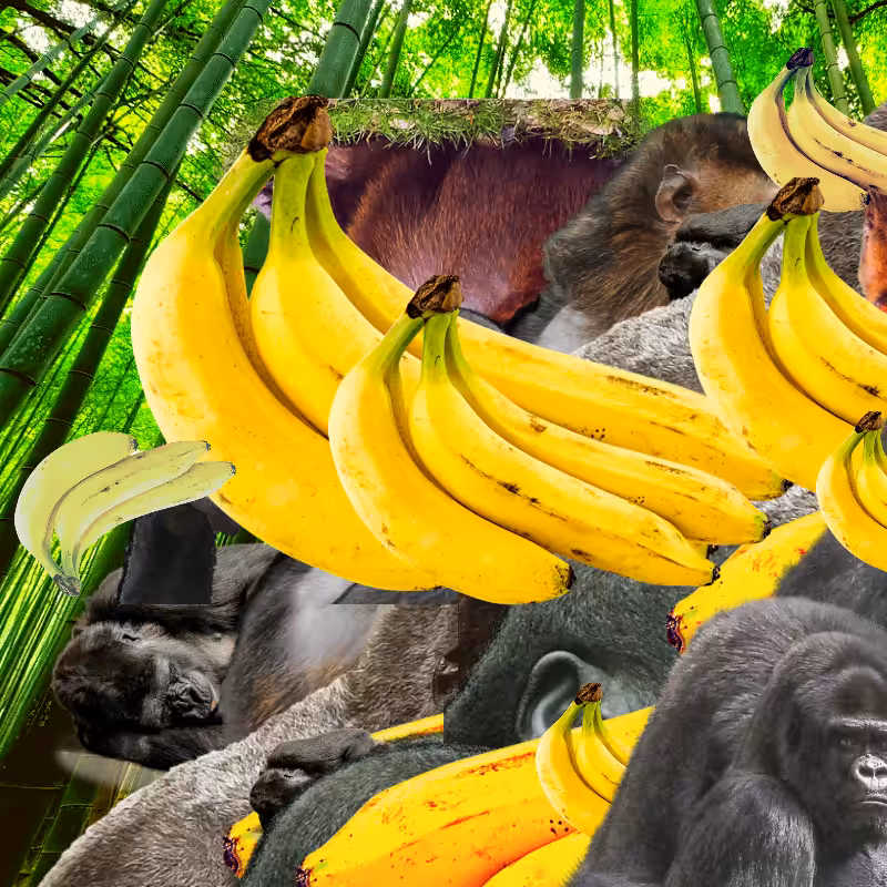 Banana #1 #9