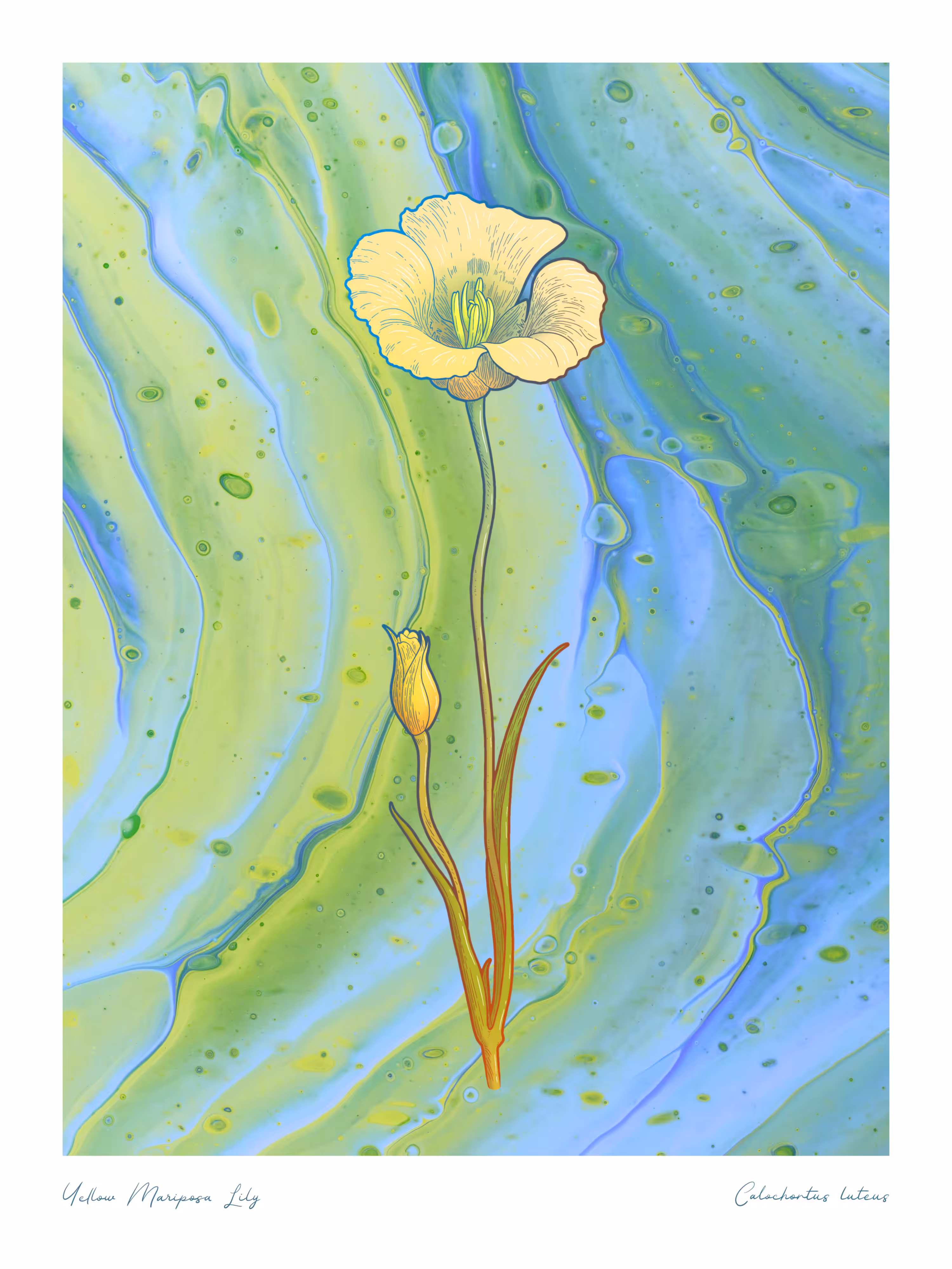 Yellow Mariposa Lily