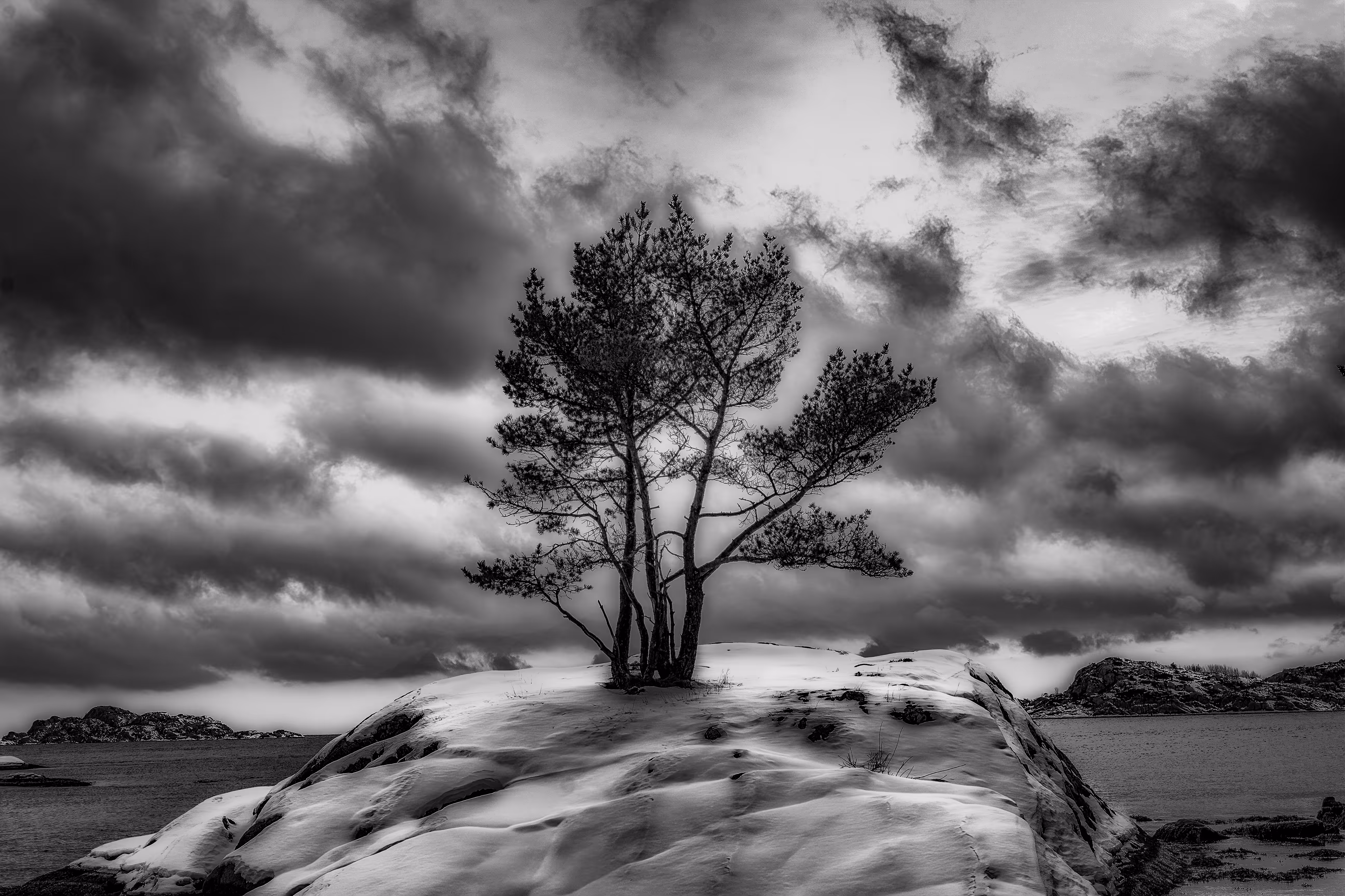 Lonely Tree