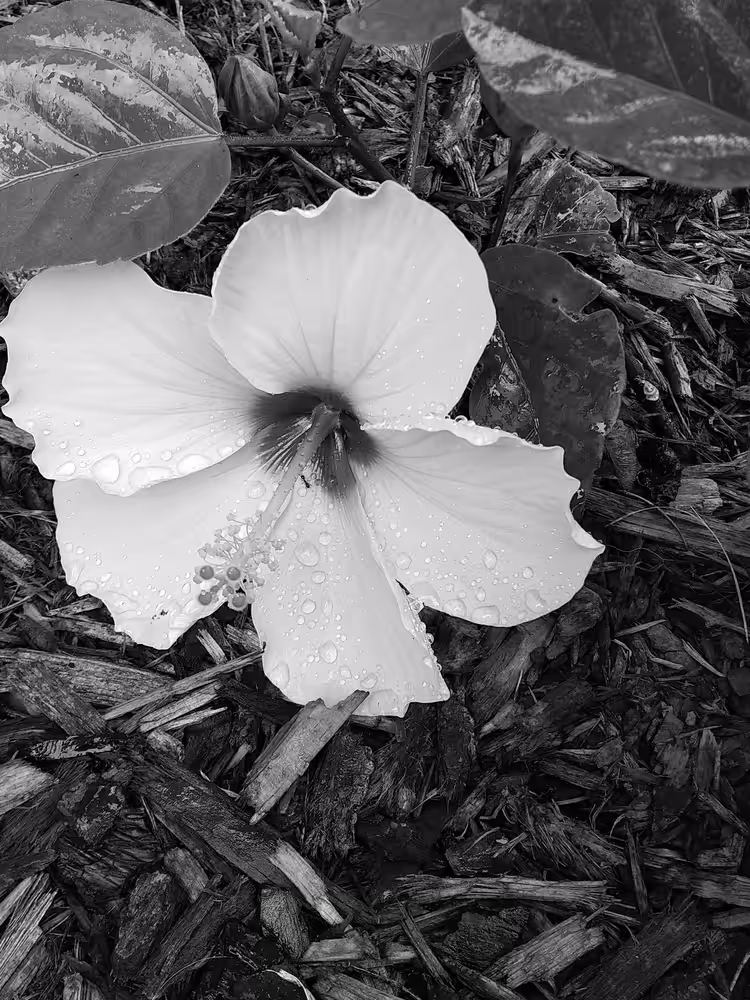 Hibiscus 100