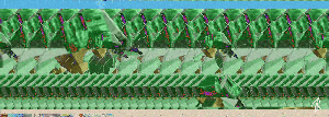Tortuga