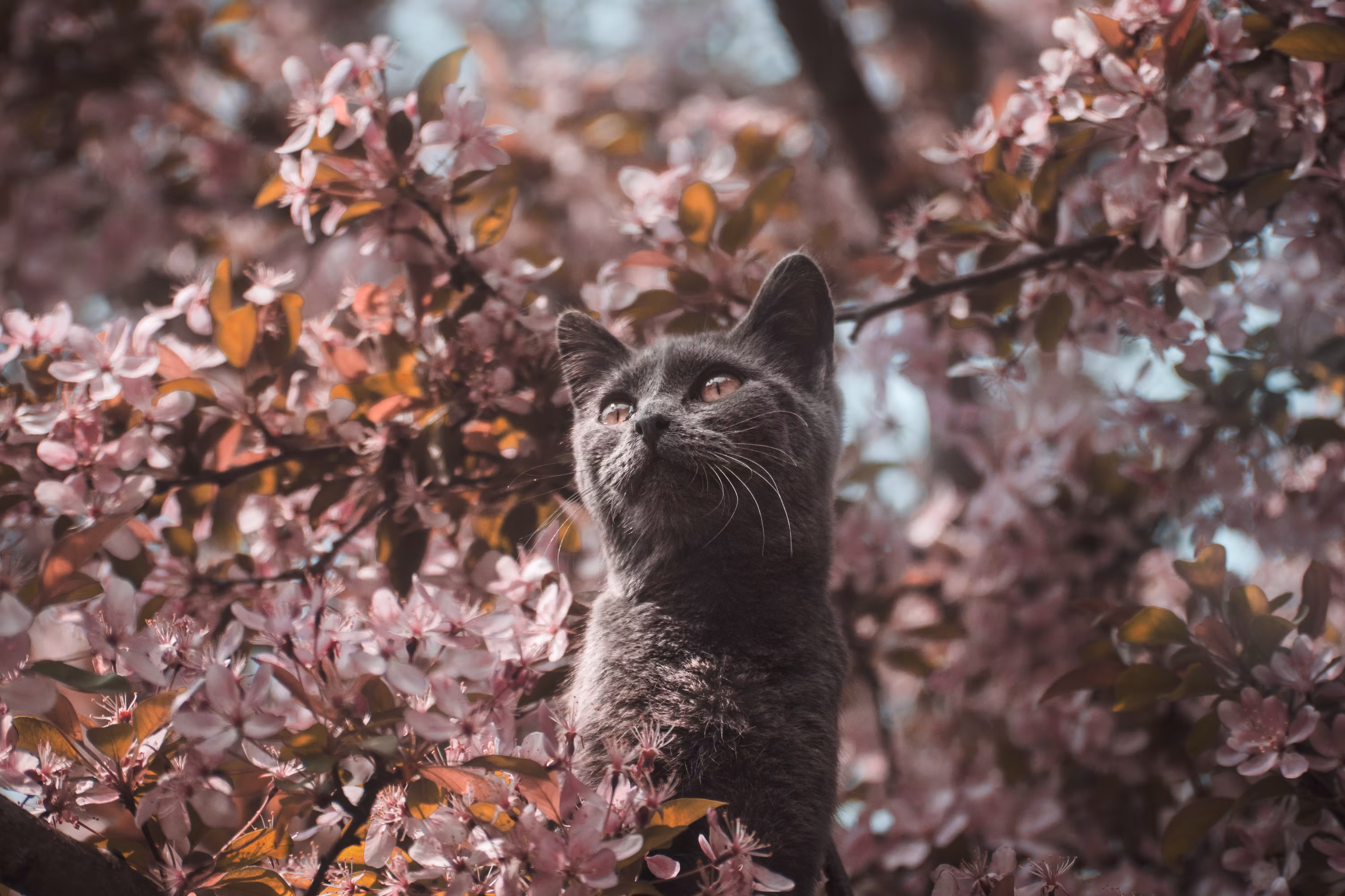 Apple Blossom Cat Tower 