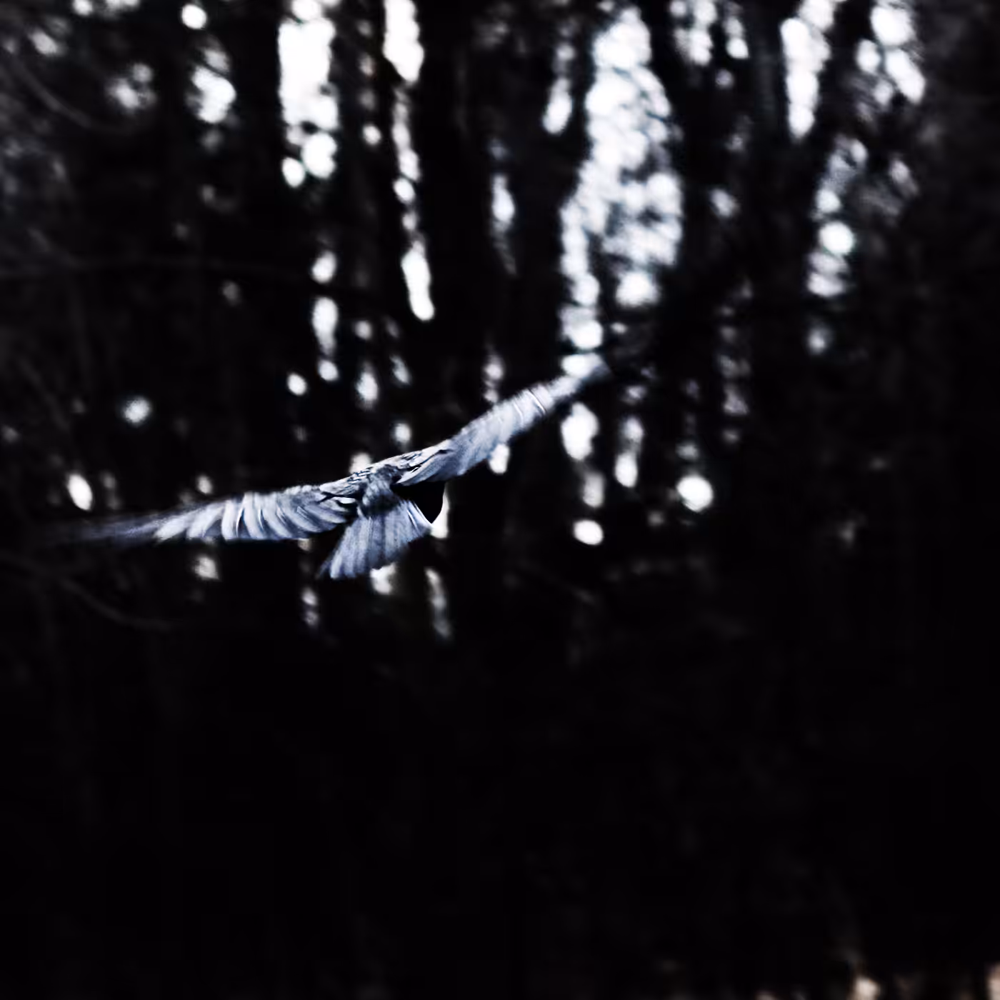 _flight