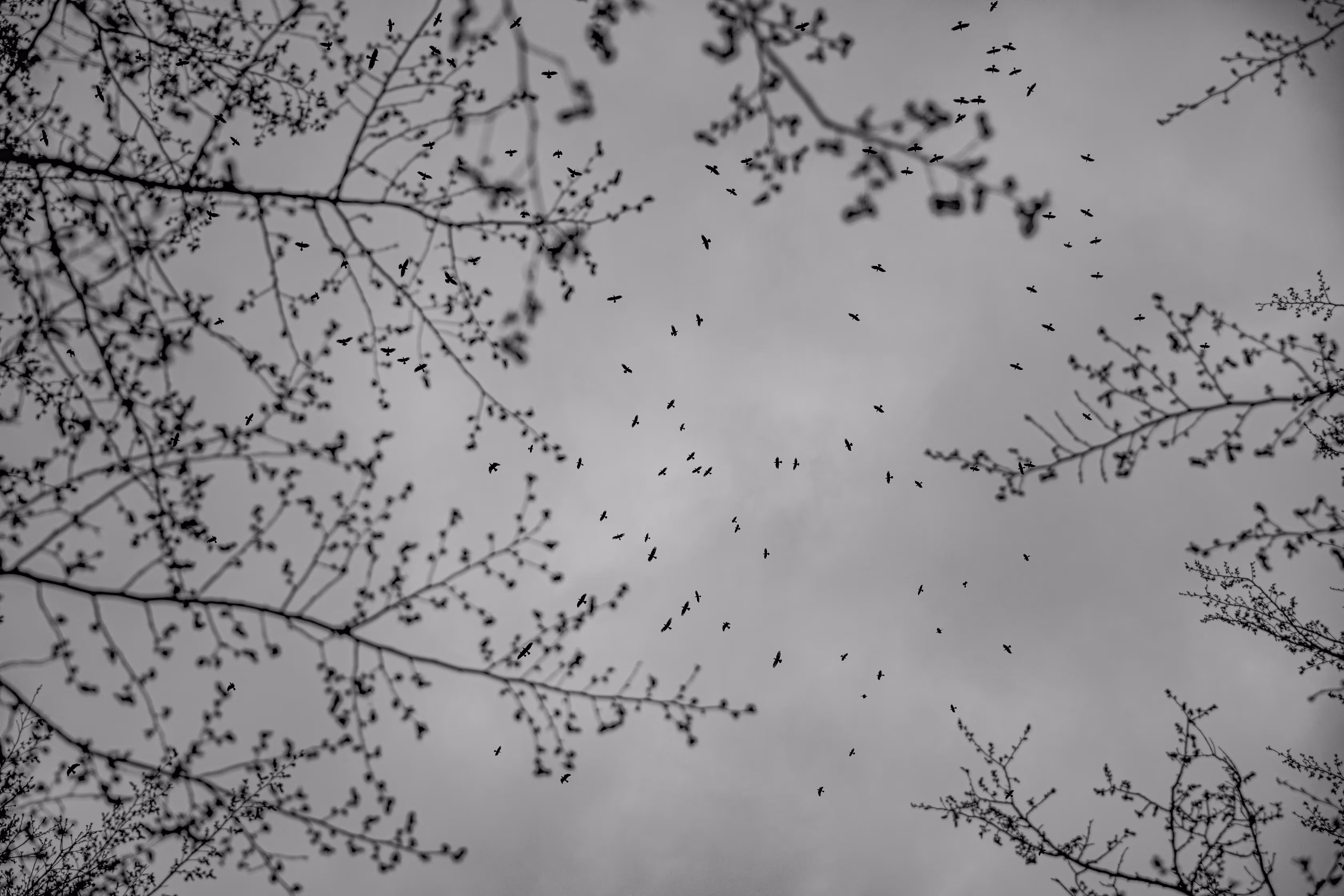Ravens' Dance