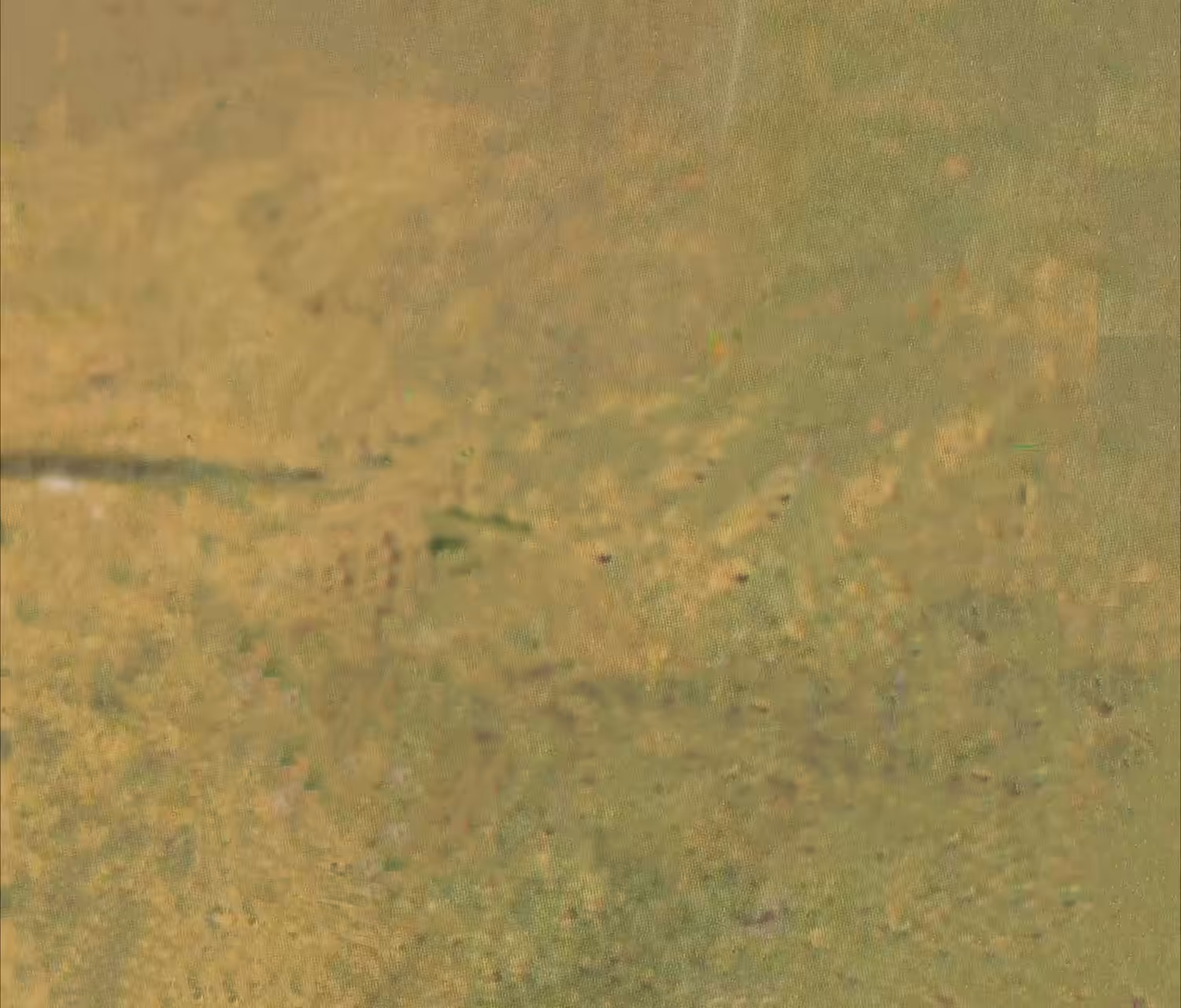 45 Dalmatian Chameleon
