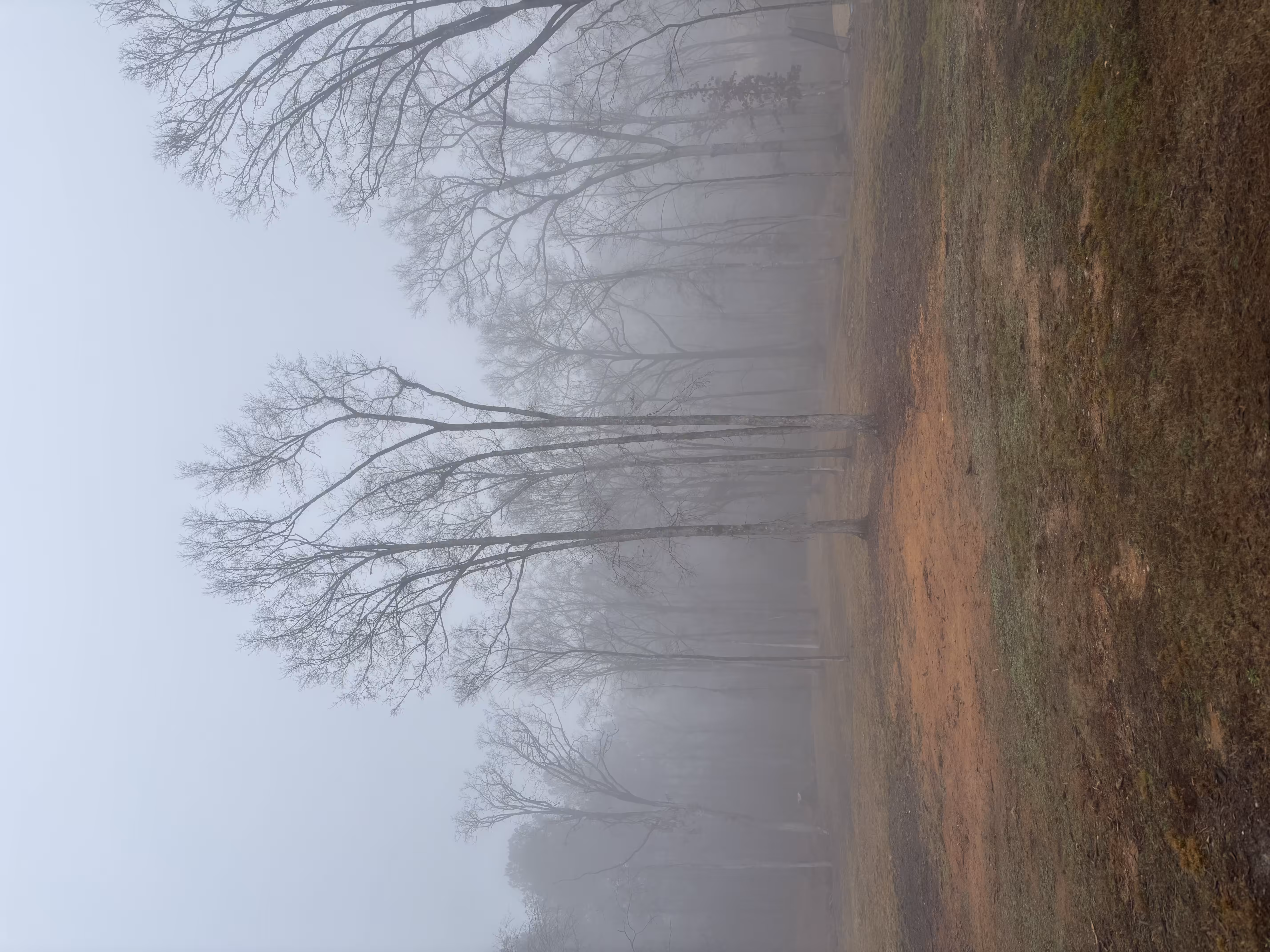 The Fog of a Sunday Morning