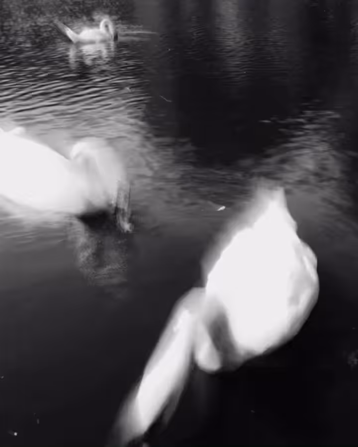 Swans